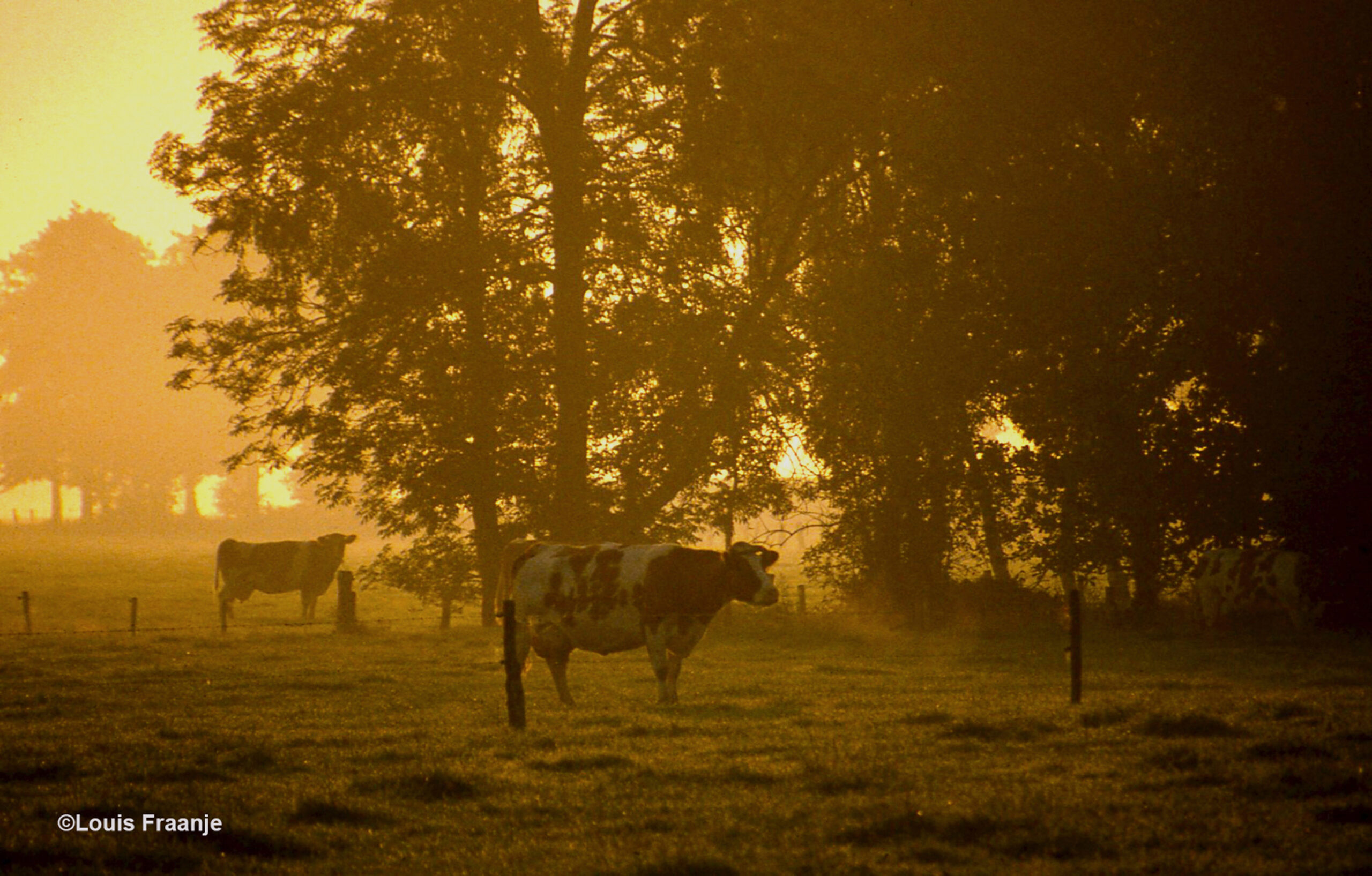 Koeien op een mistige morgen in de wei – Foto; ©Louis Fraanje