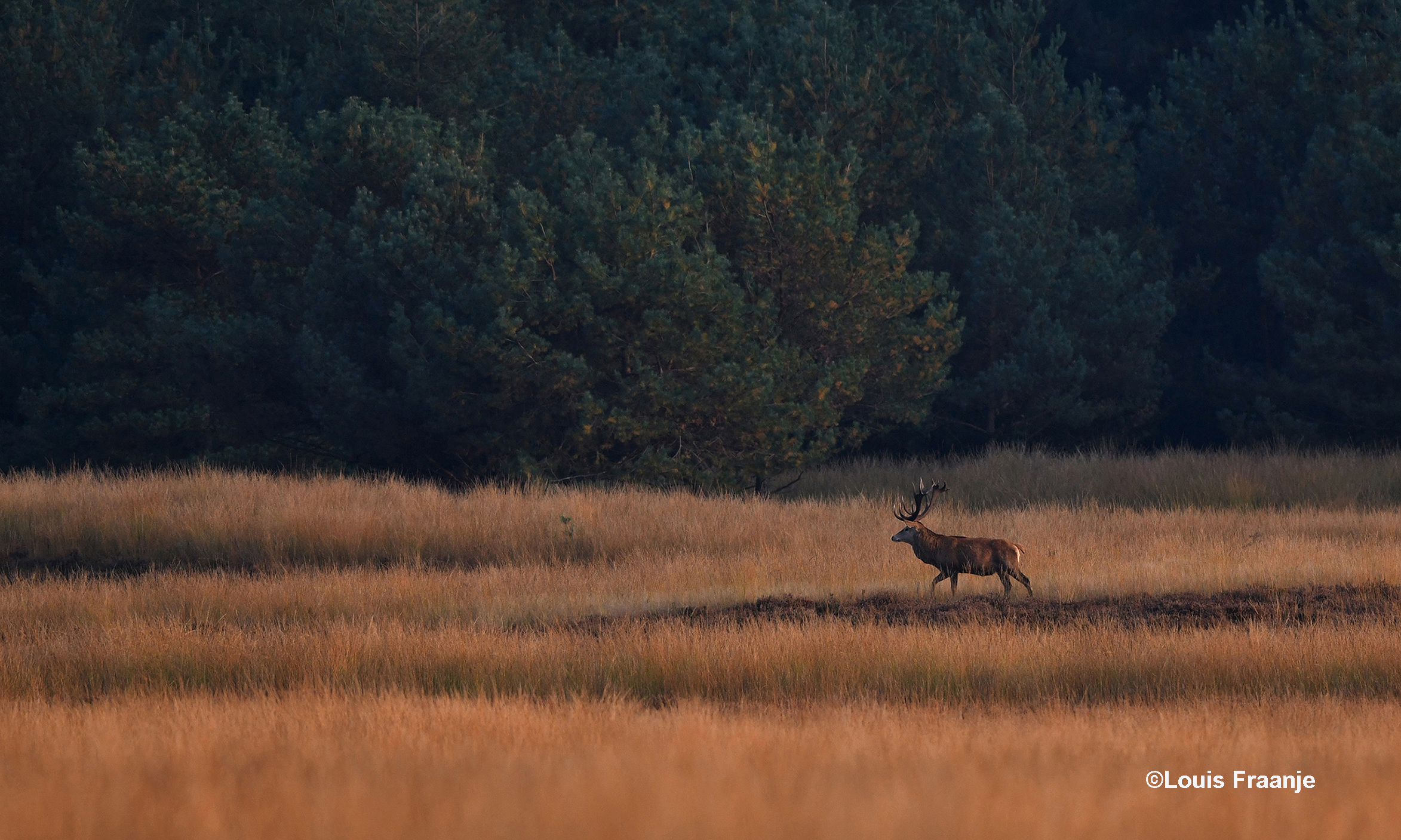 Een eenzame geweidrager in de avond achter op het Reemsterveld - Foto: ©Louis Fraanje