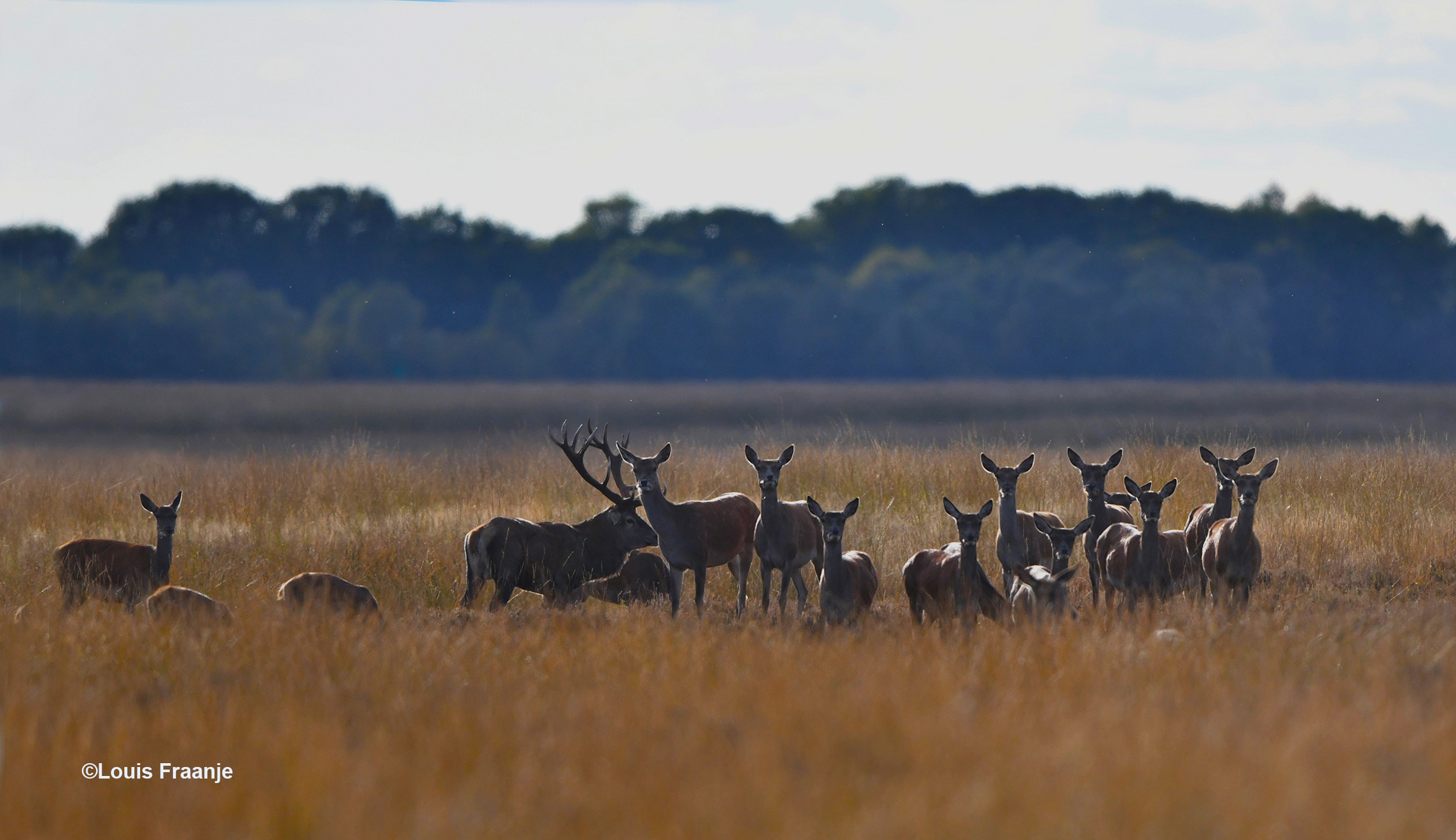 Al vroeg in de avond kwam er een bronstroedel door het hoge gras naar voren - Foto: ©Louis Fraanje