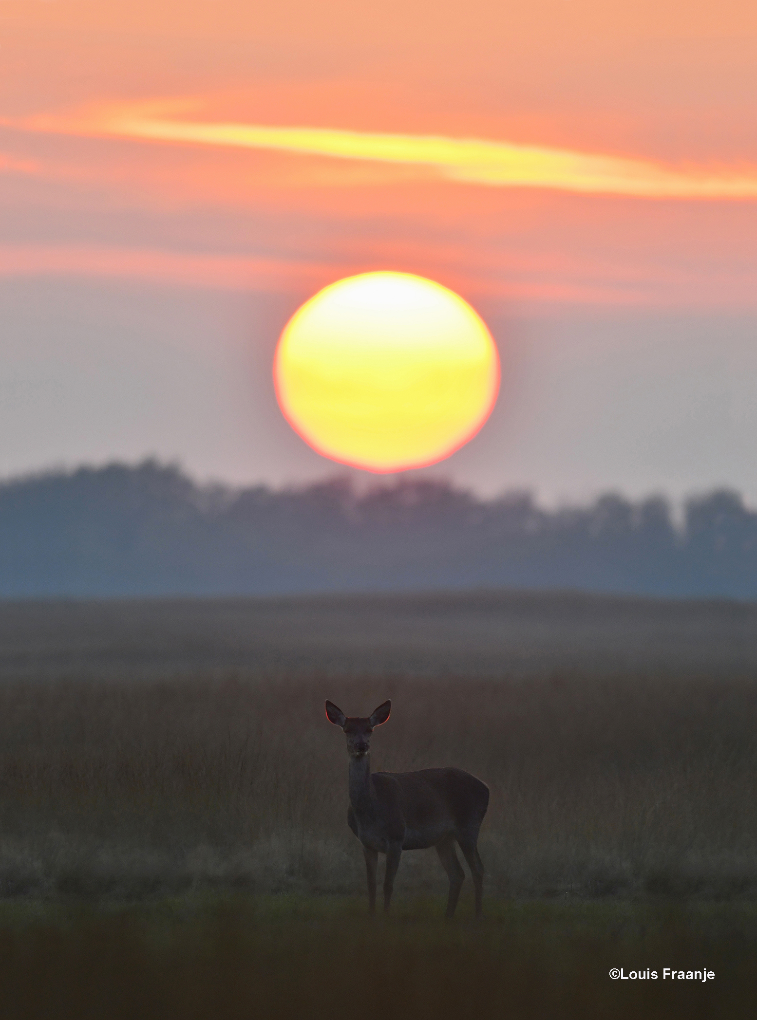 Je ziet heel duidelijk de rode weerschjin langs de randen van haar oren! - Foto: ©Louis Fraanje