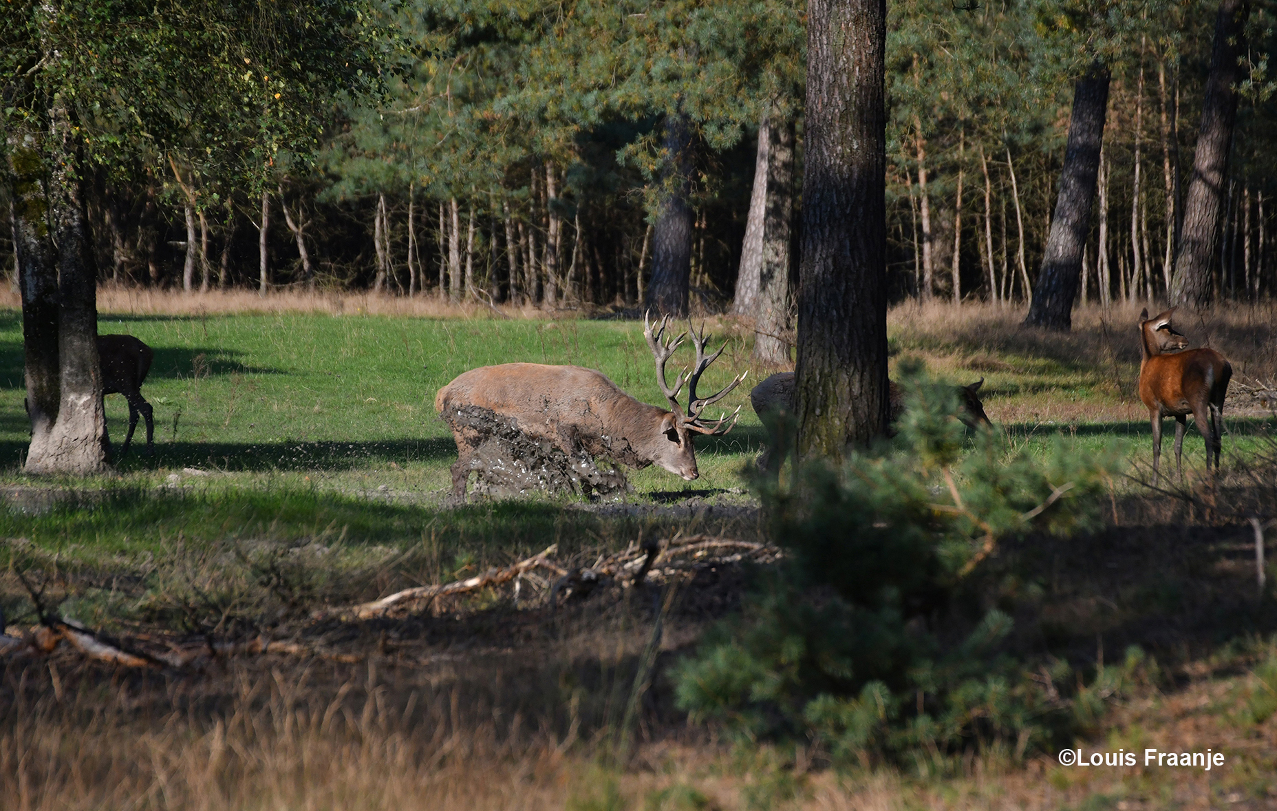 Het plaatshert krabt in de zoel(modderpoel) om daarna... - Foto: ©Louis Fraanje