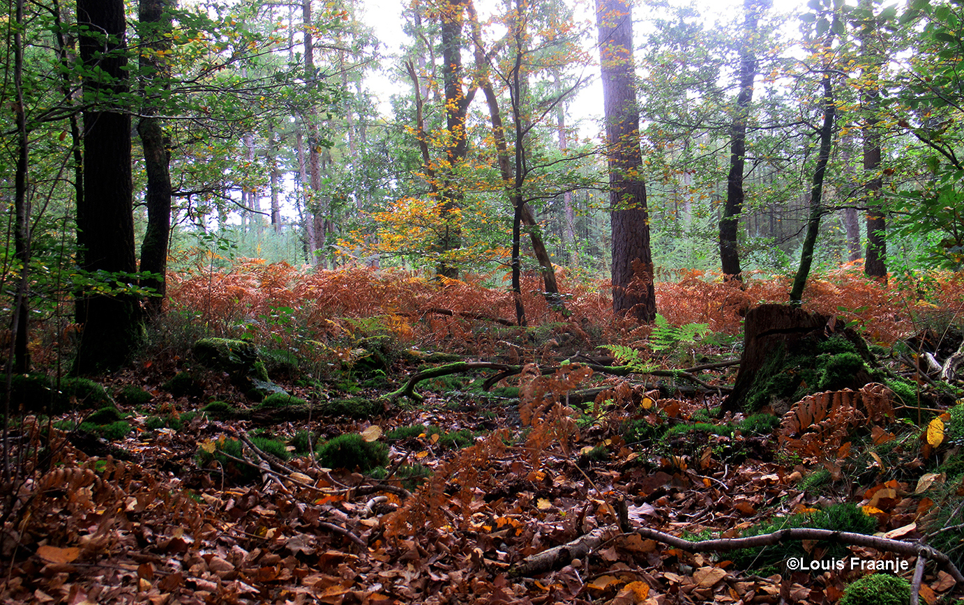 De herfst heeft haar intrede gedaan op de Veluwe - Foto: ©Louis Fraanje