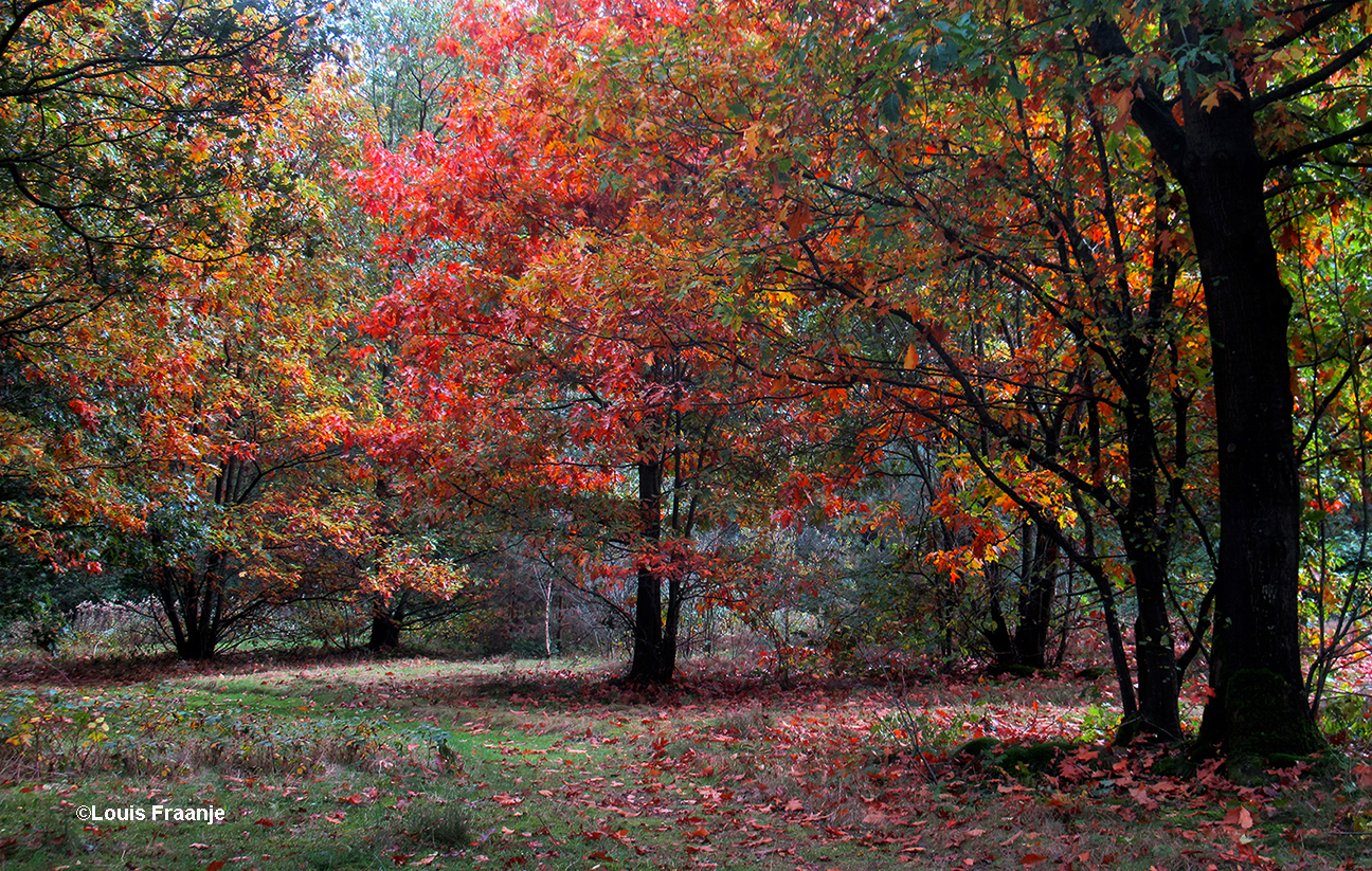 Het bos ademt de herfstsfeer in kleuren en geuren - Foto: ©Louis Fraanje