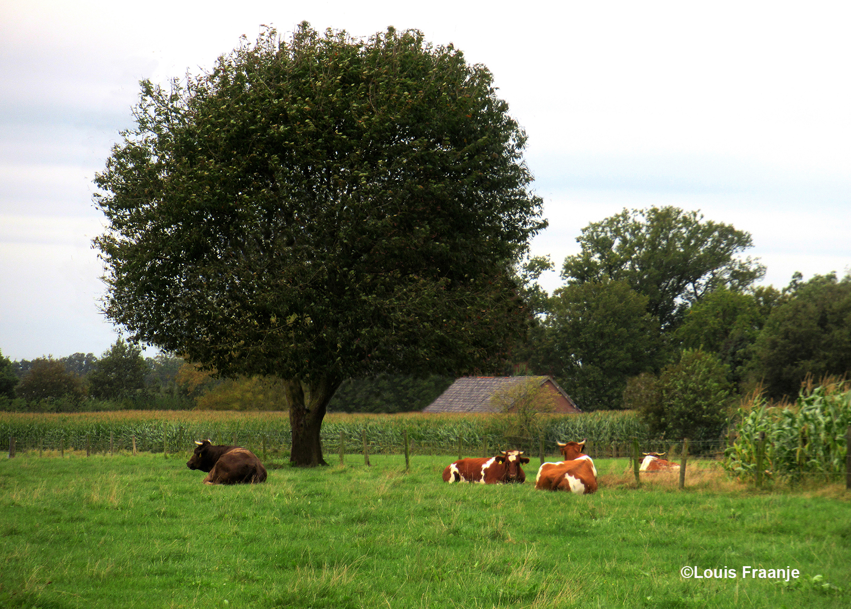 Een vredig tafereel tijdens de middagrust in de wei - Foto: ©Louis Fraanje