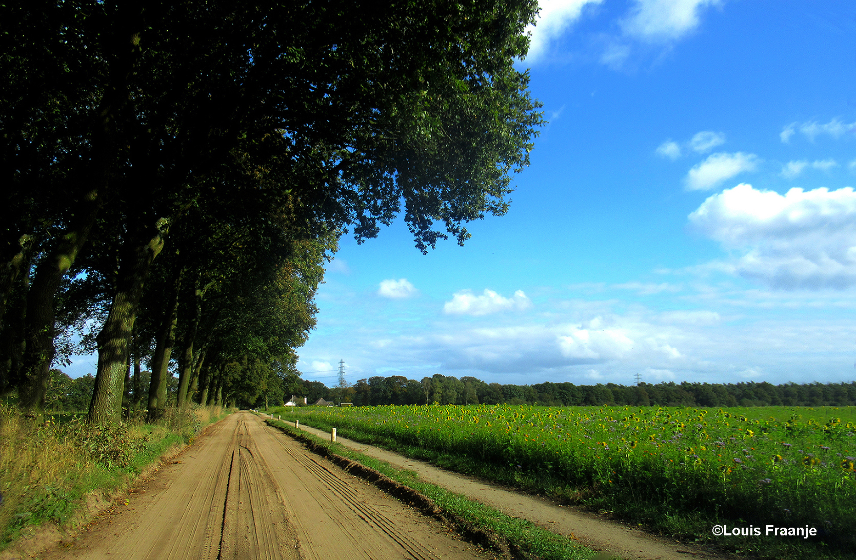 De oude zandweg met rechts de akker met Zonnebloemen en Phacelia – Foto: ©Louis Fraanje