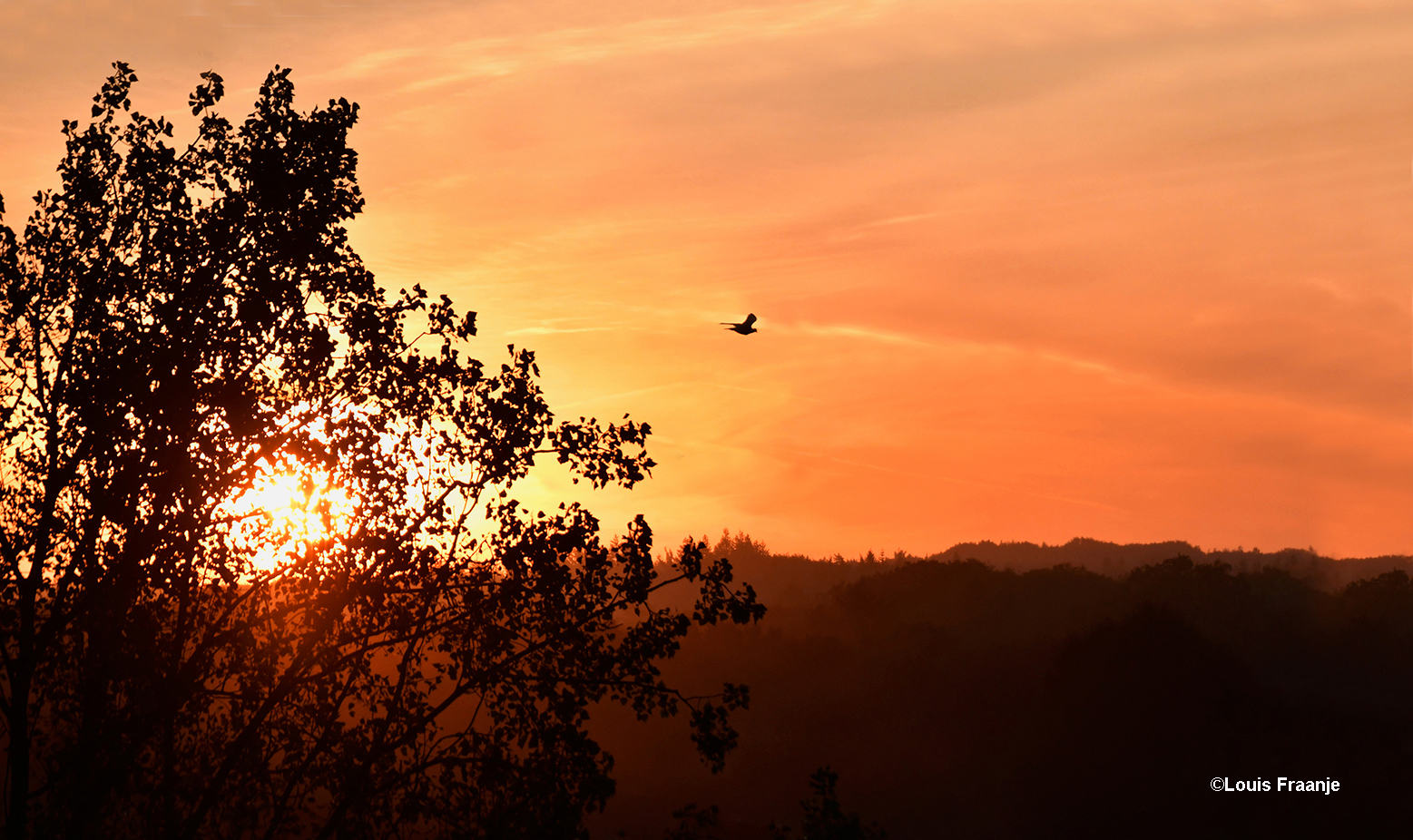 Een duif kiest bij zonsopkomst vanuit haar slaapboom het luchtruim - Foto: ©Louis Fraanje