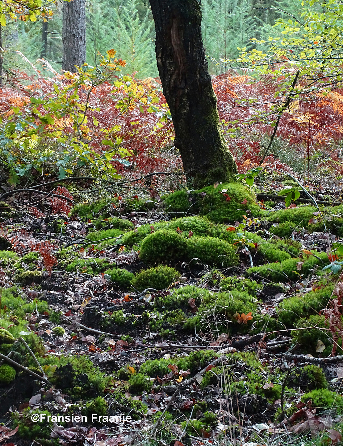 Een mooi doorkijkje over het groene mos - Foto: ©Fransien Fraanje