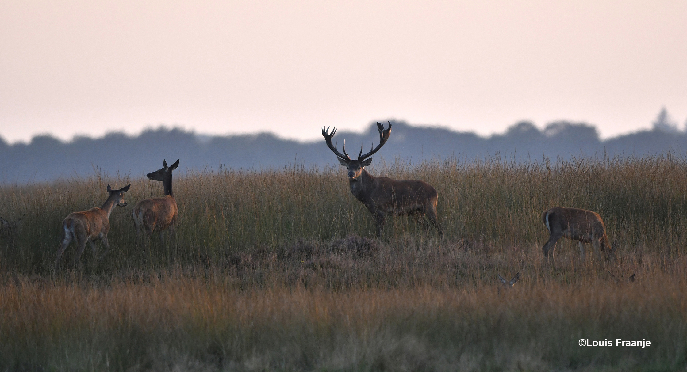 Daar staat hij als een koning van het Veluwse bos! - Foto: ©Louis Fraanje