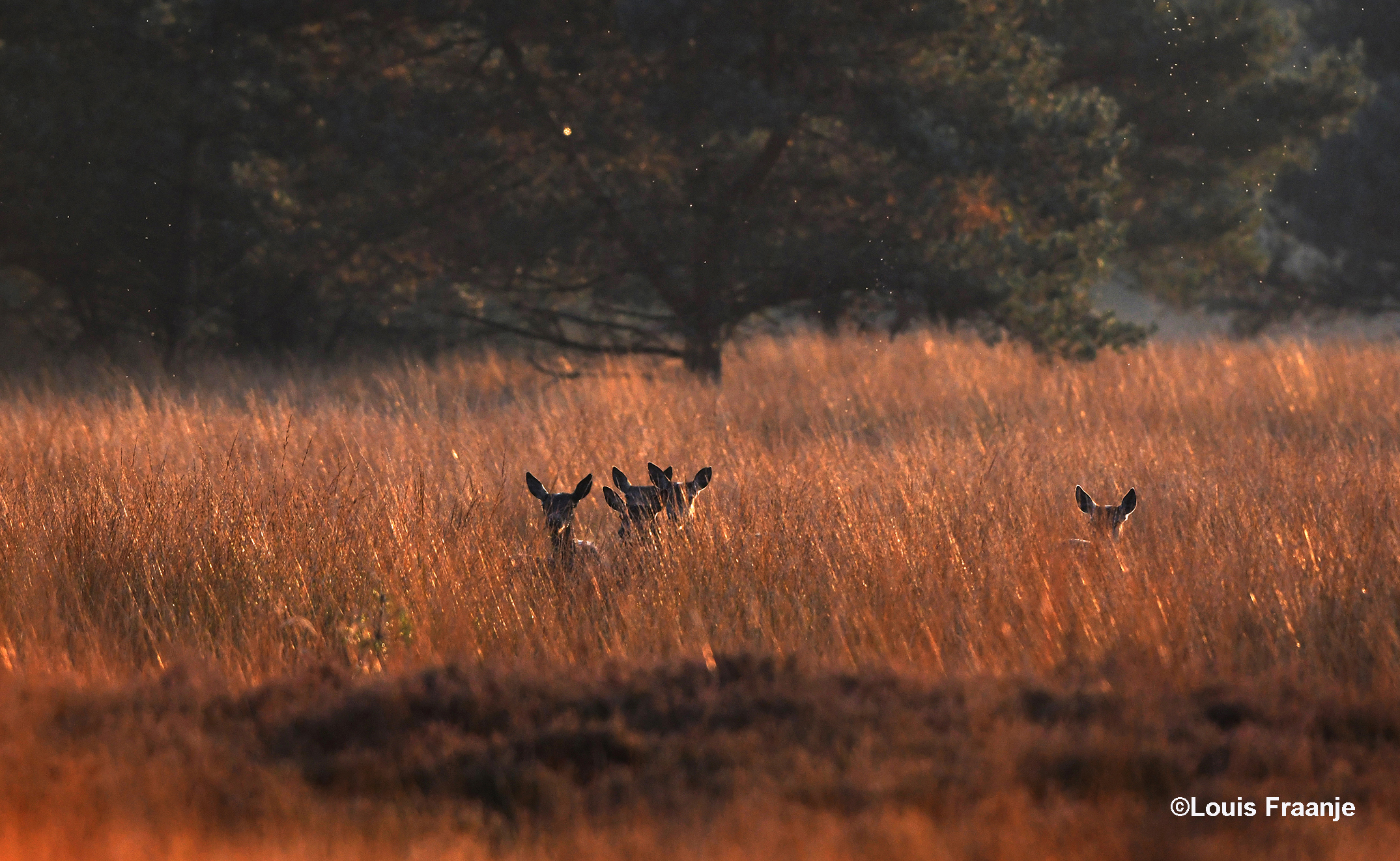 Enkele hindes in het hoge gras op het Reemsterveld - Foto: ©Louis Fraanje