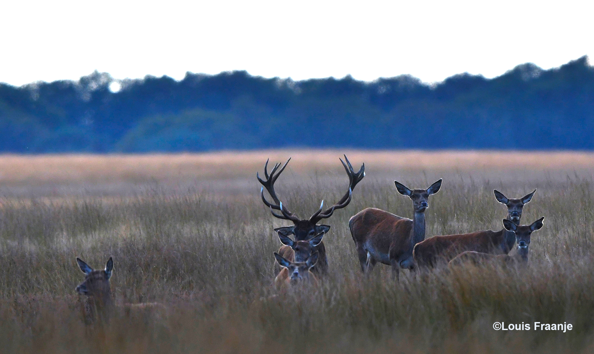 Zo staan ze nog even te dralen in het hoge gras van het Reemsterveld - Foto: ©Louis Fraanje