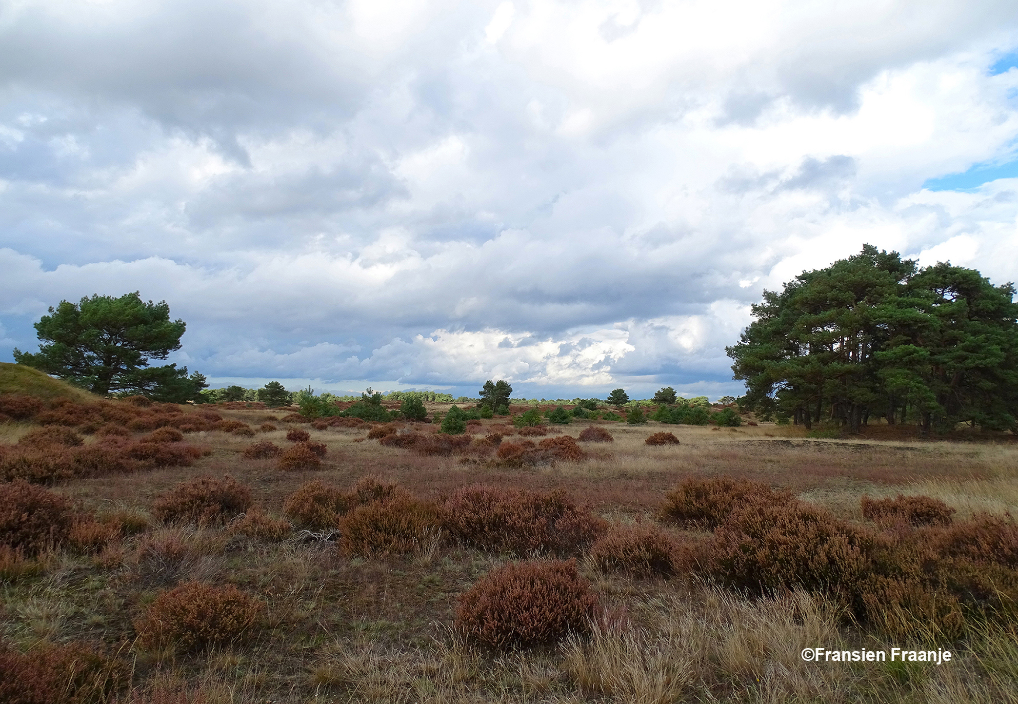 Het land van heide en dennen - Foto: ©Fransien Fraanje