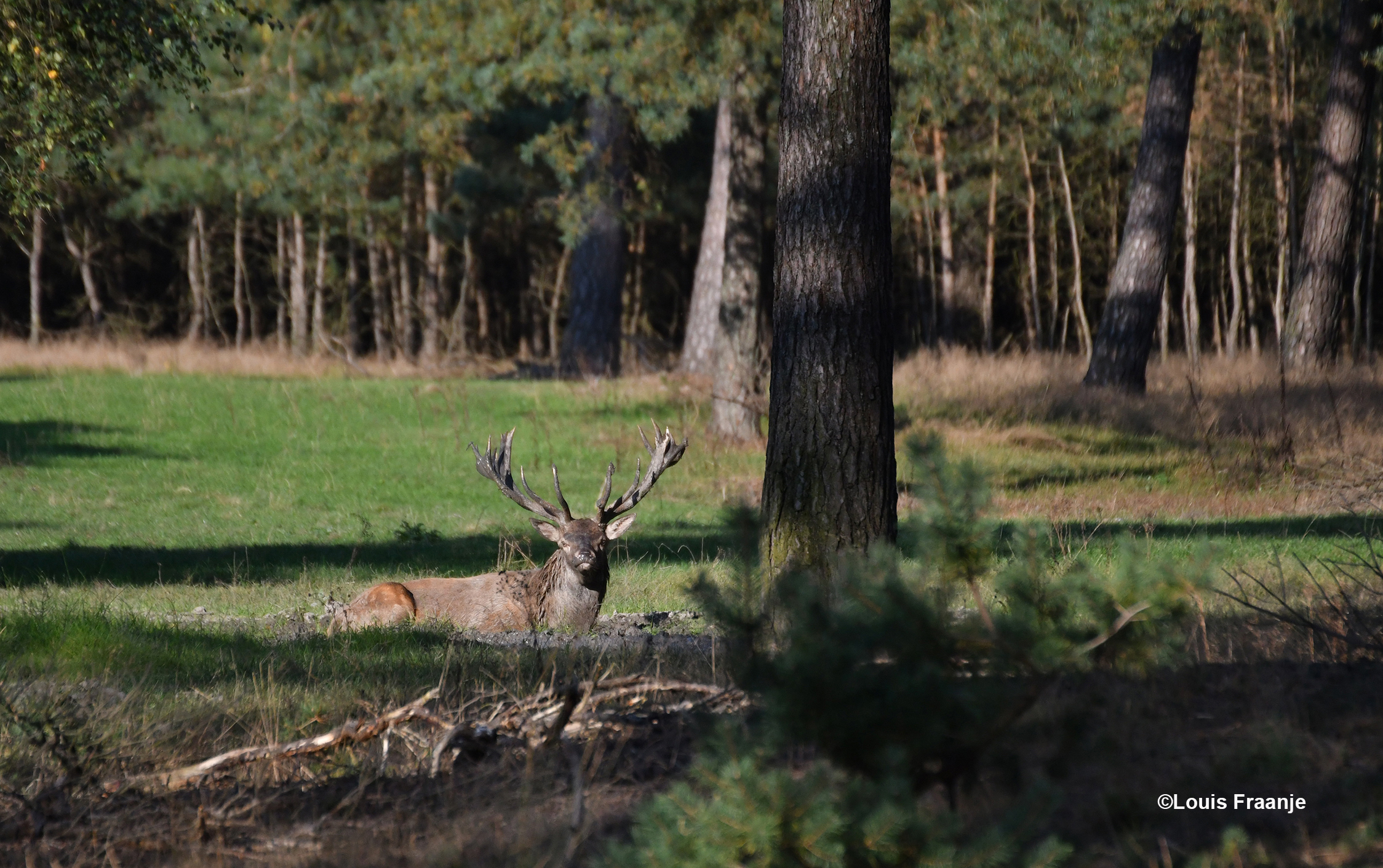 Een heerlijk modderbad te nemen! - Foto: ©Louis Fraanje