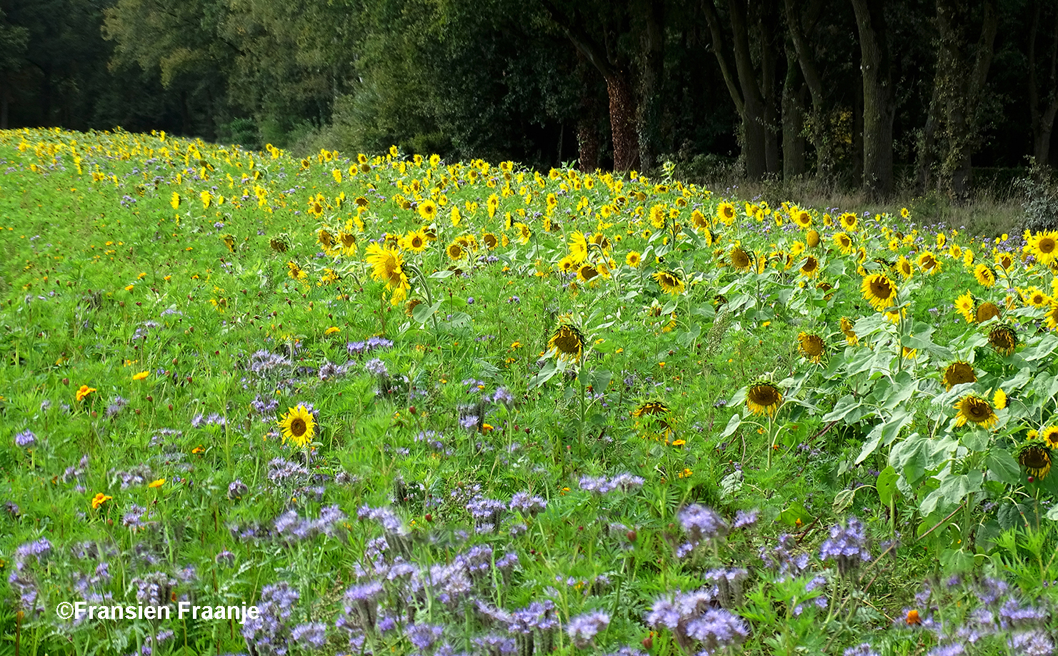 De bloemenzee van de andere kant bekeken – Foto: ©Fransien Fraanje