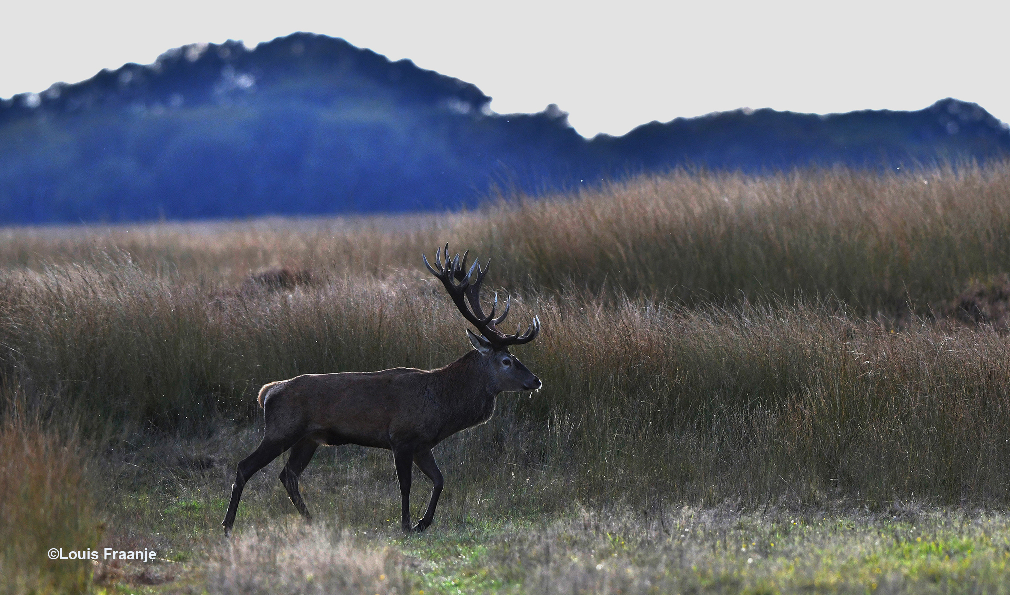 Het plaatshert een 18-ender, kwam wat later de wildweide op - Foto: ©Louis Fraanje