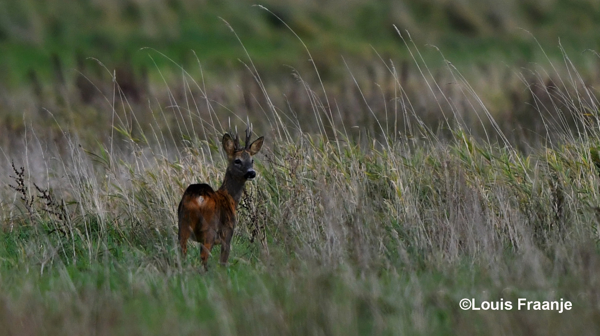 Gedurig stond hij om zich heen te koekeloeren, blijkbaar vertrouwde hij het niet - Foto: ©Louis Fraanje