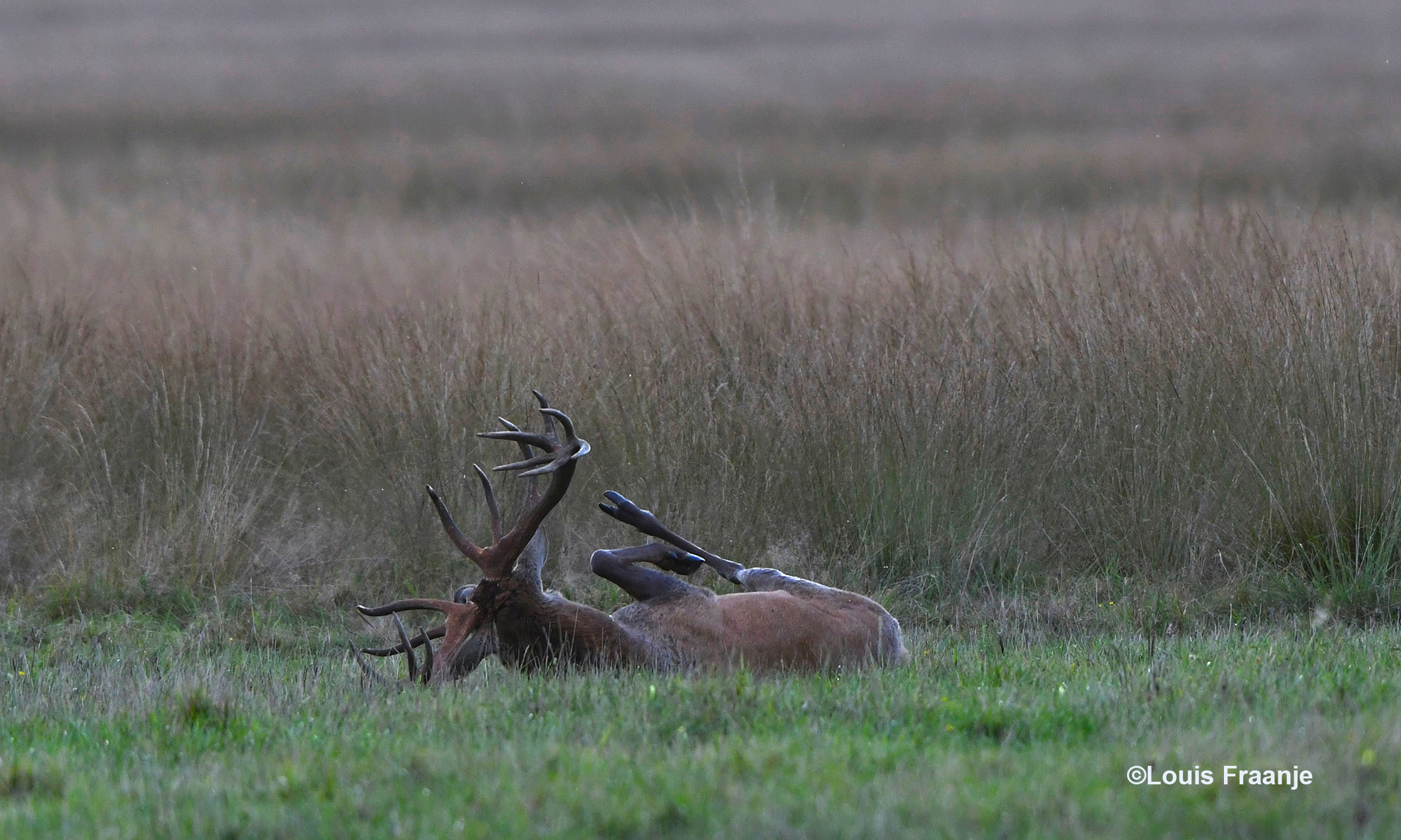 Om zich daar even in het gras te uit te leven, door even op zijn rug rond te rollen - Foto: ©Louis Fraanje