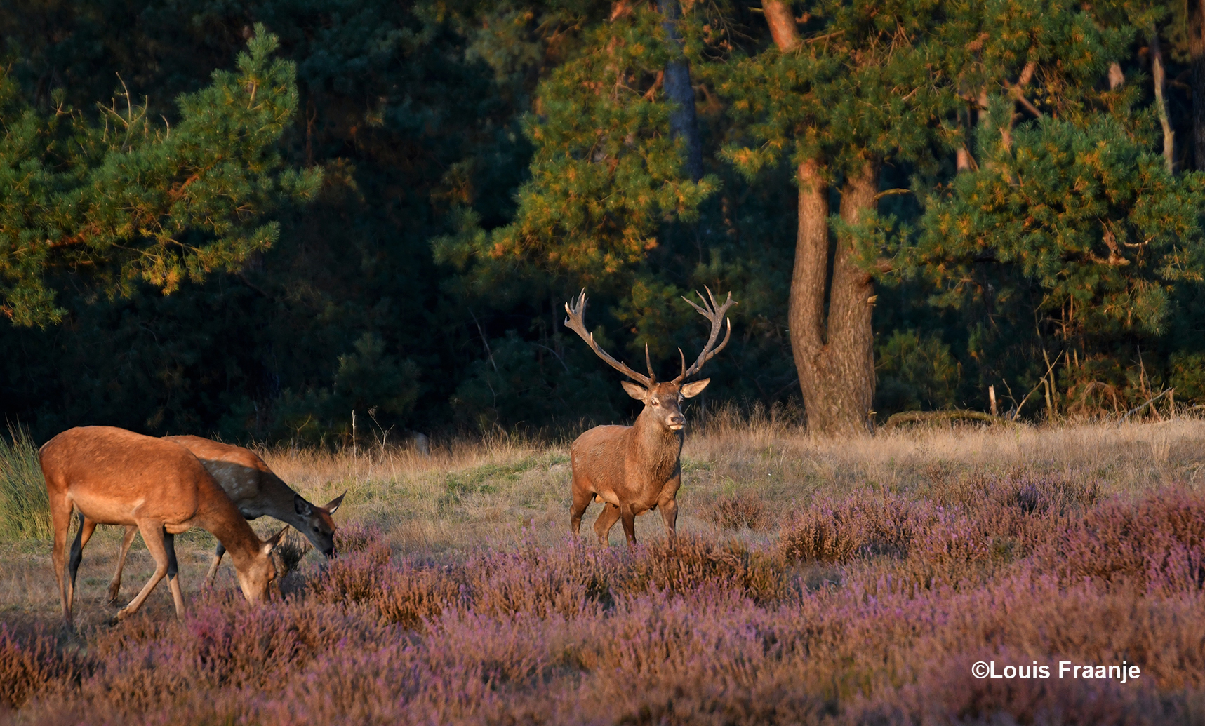 Een prachtige geweidrager in de avondzon op de heide - Foto: ©Louis Fraanje