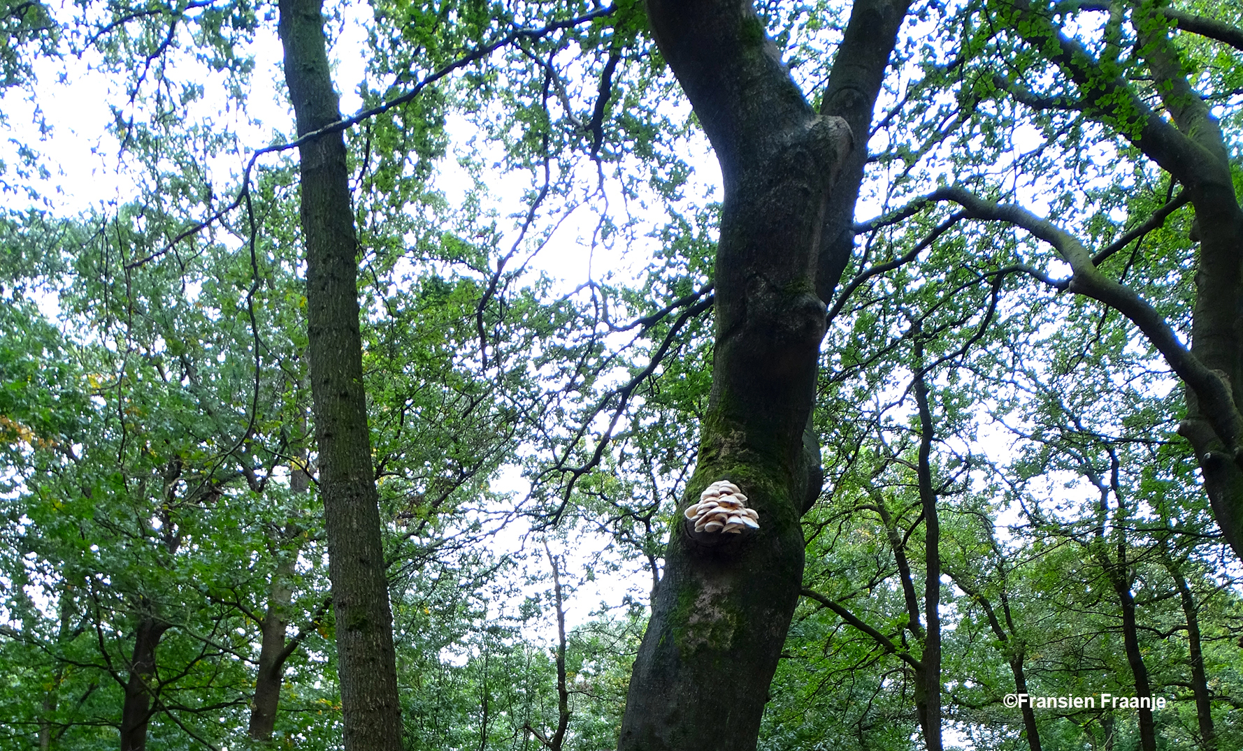 In het bos werden wij verrast door een bundeling van porseleinzwammen - Foto: ©Fransien Fraanje