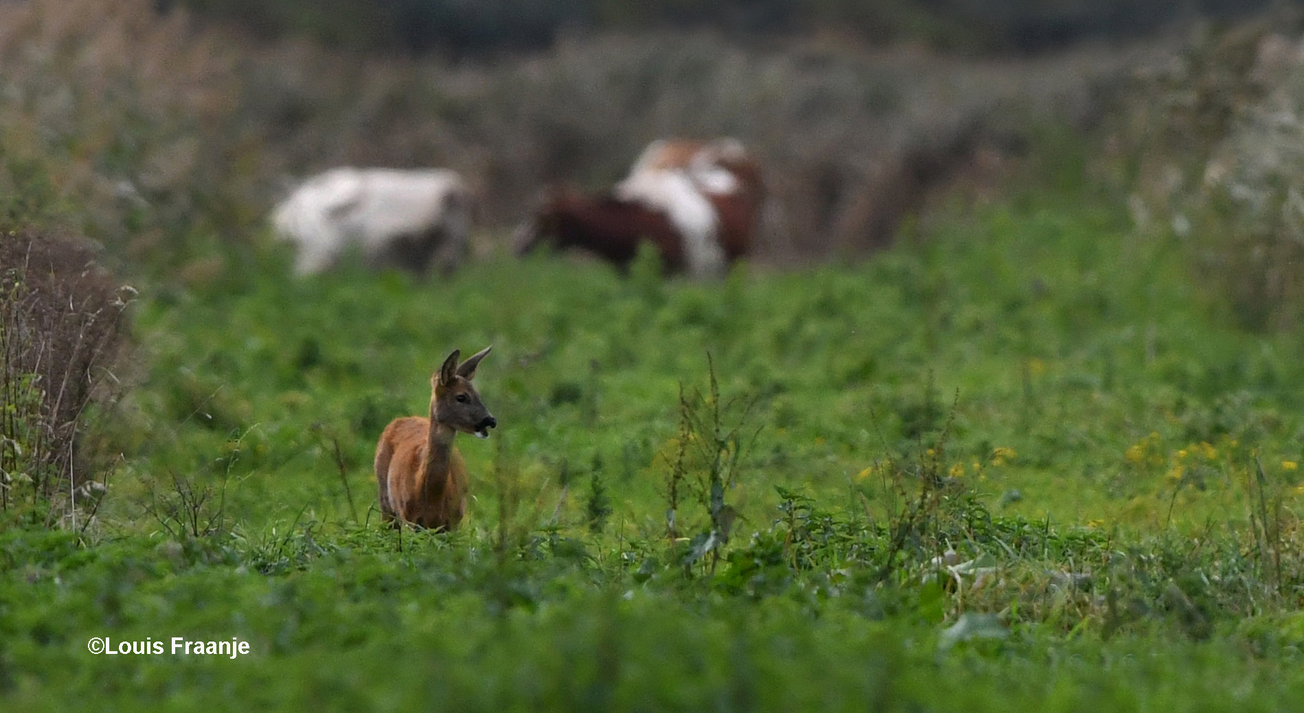 De reegeit in de slenk, met op de achtergrond enkele roodbonte koeien - Foto: ©Louis Fraanje