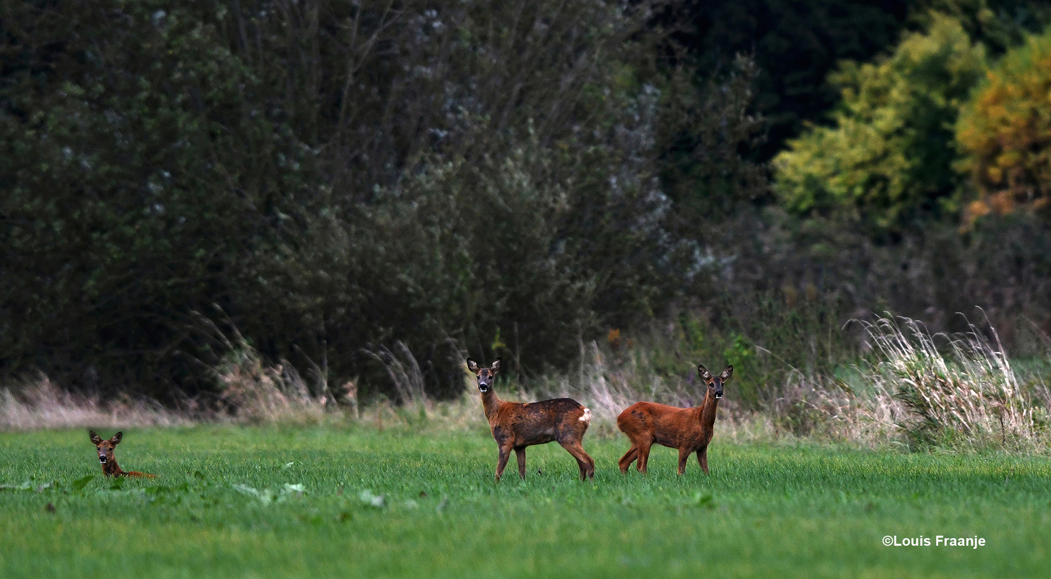 Terwijl de eerste reegeit erbij is gaan zitten, zijn er nog twee bijgekomen – Foto: ©Louis Fraanje