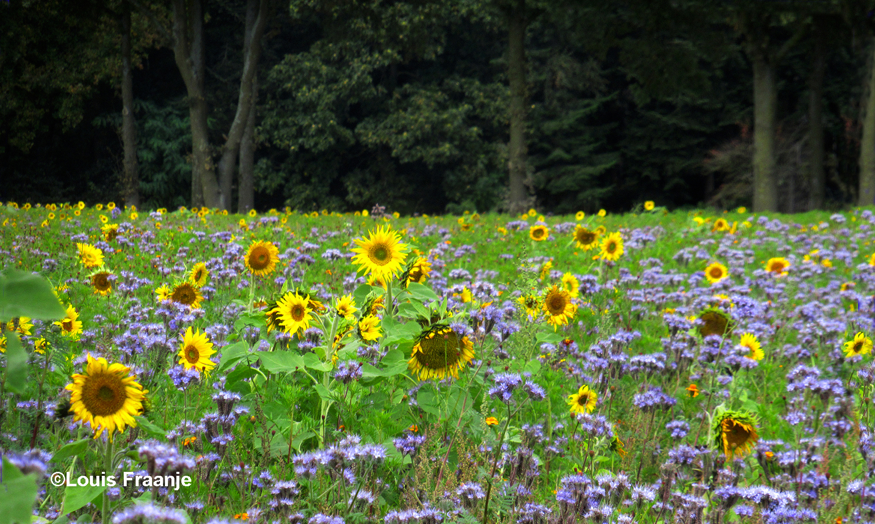 Zoveel Zonnebloemen bij elkaar springen er wel bovenuit – Foto: ©Louis Fraanje