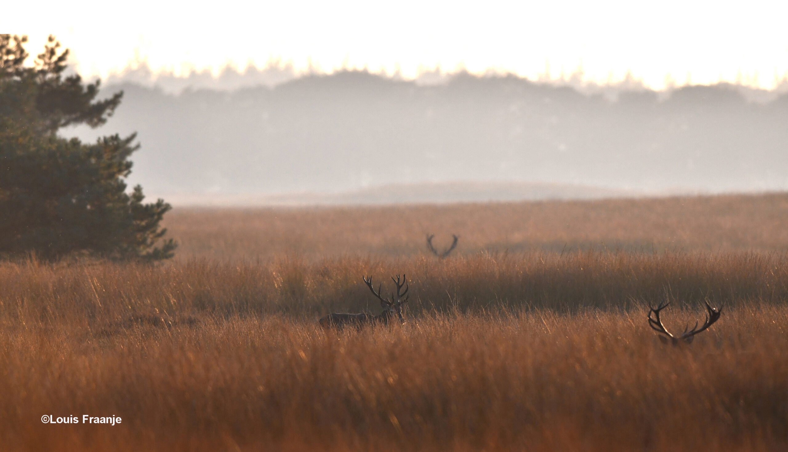 Die blijken er wel te zijn, maar veel actie komt er niet - Foto: ©Louis Fraanje