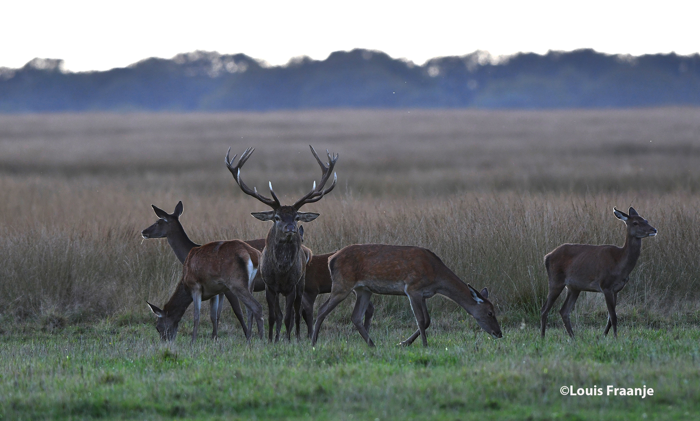 Maar de dames(hindes) reageerden niet op zijn avances - Foto: ©Louis Fraanje