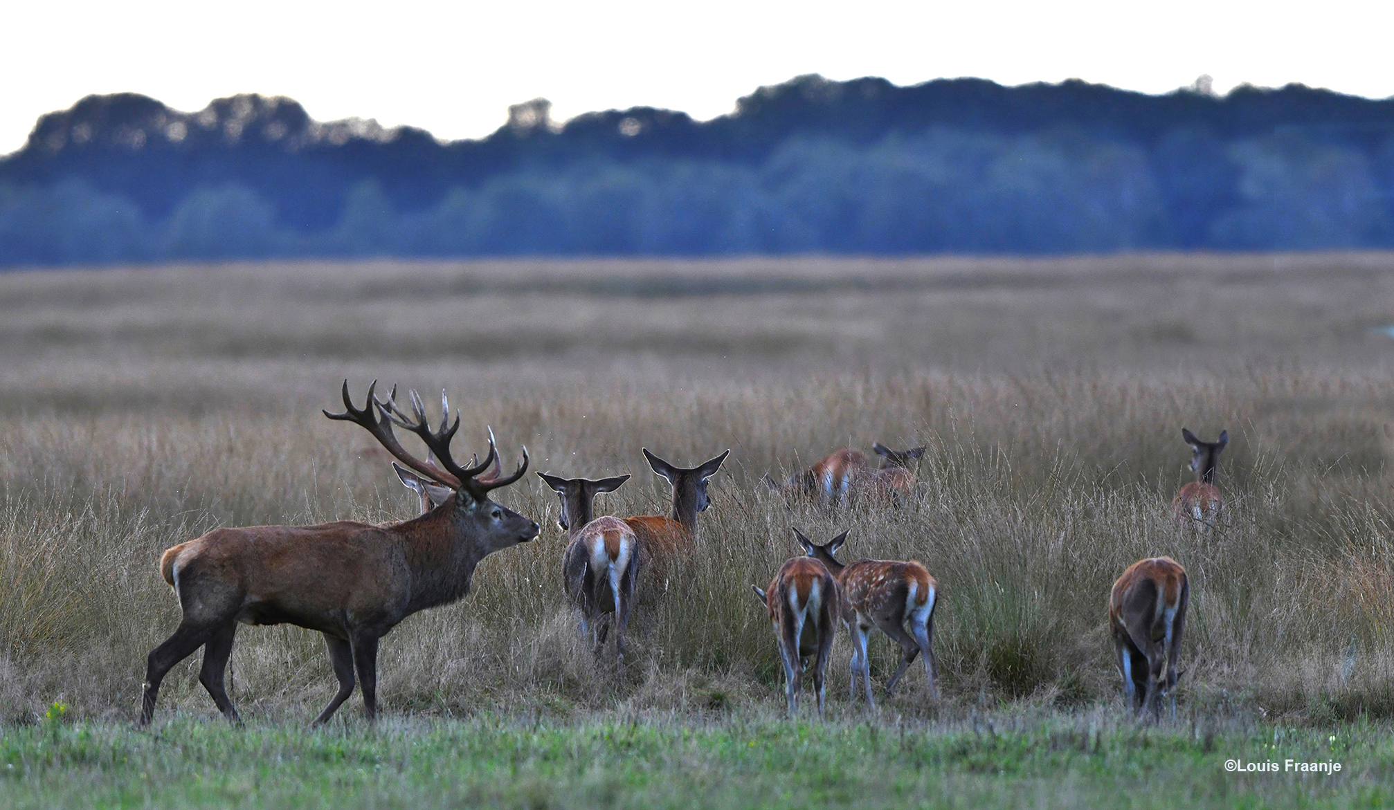 Als het plaatshert aan komt lopen, vertrekken de hindes het Reemsterveld op - Foto: ©Louis Fraanje