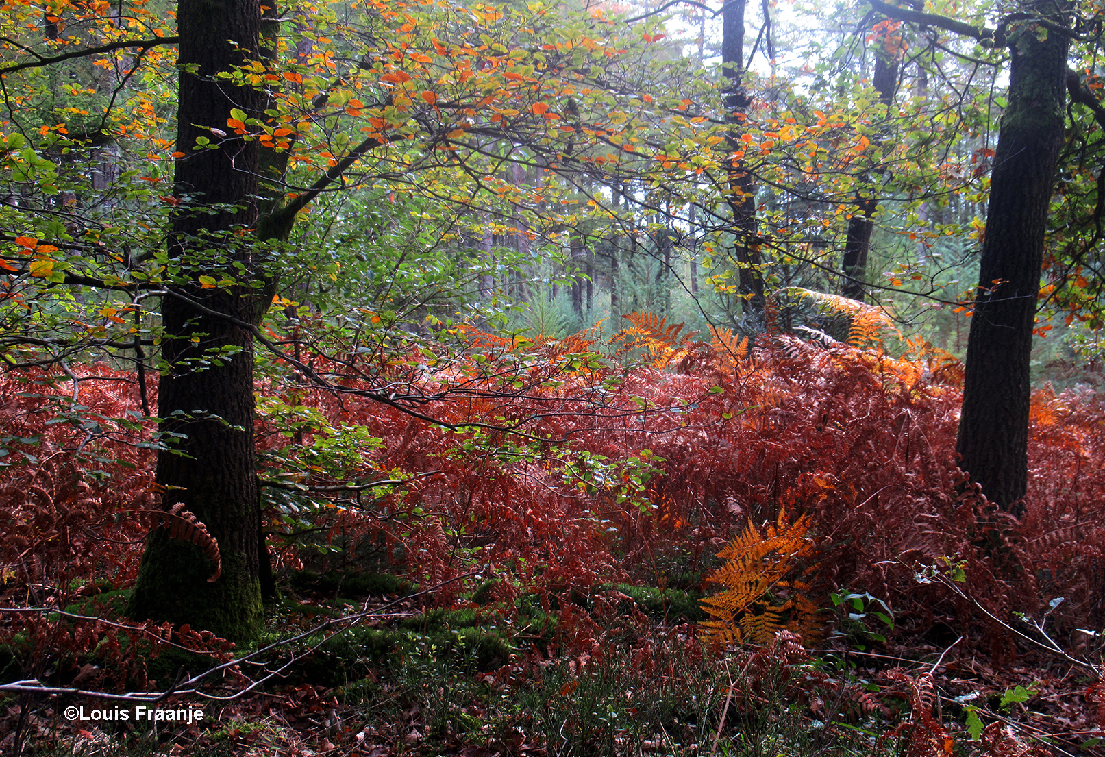 Het herfstbos is net een levend schilderij - Foto: ©Louis Fraanje