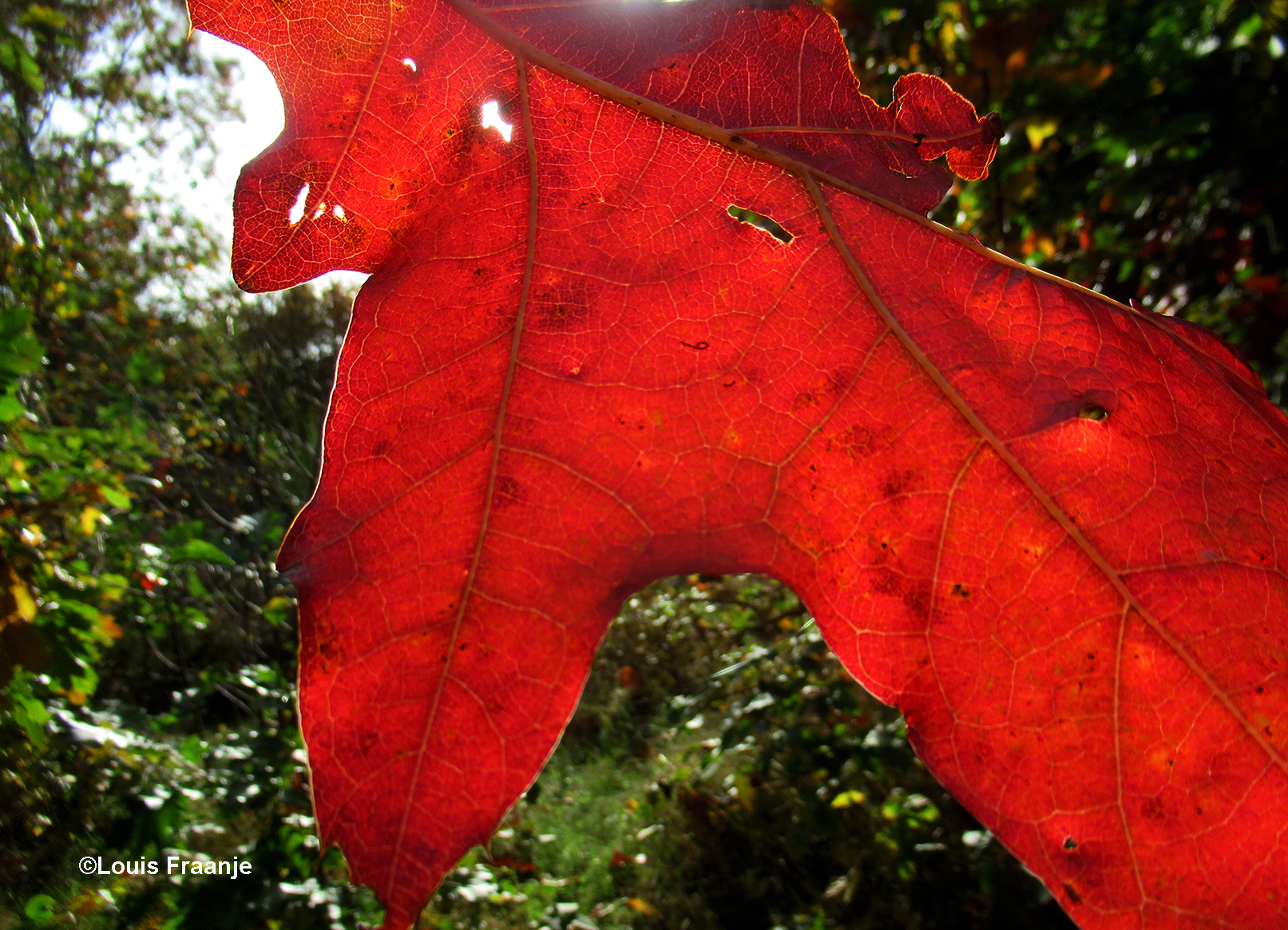 Vlammend rood tussen de nerven van het blad - Foto: ©Louis Fraanje