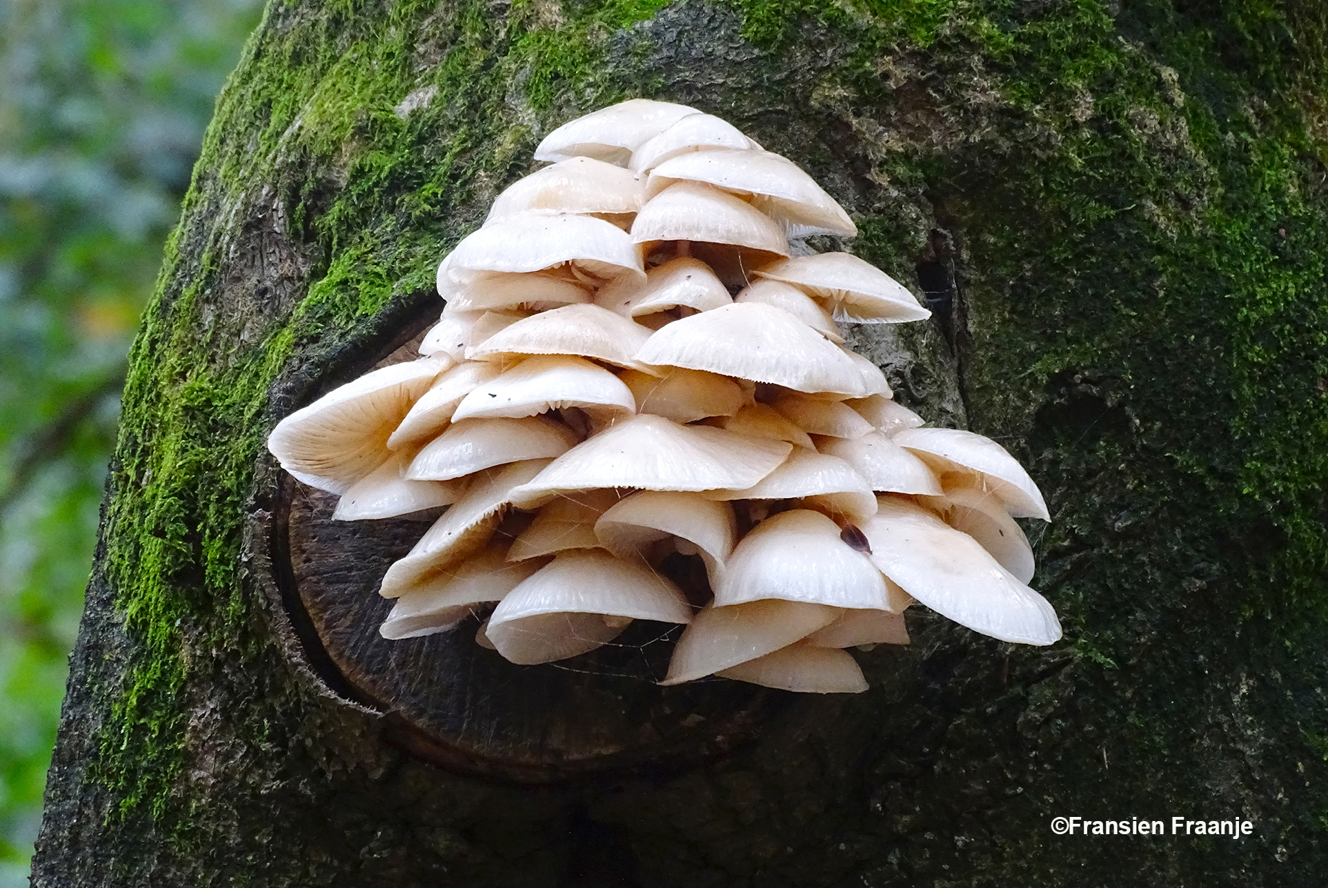 Het leken net allemaal kleine hoedjes - Foto: ©Fransien Fraanje