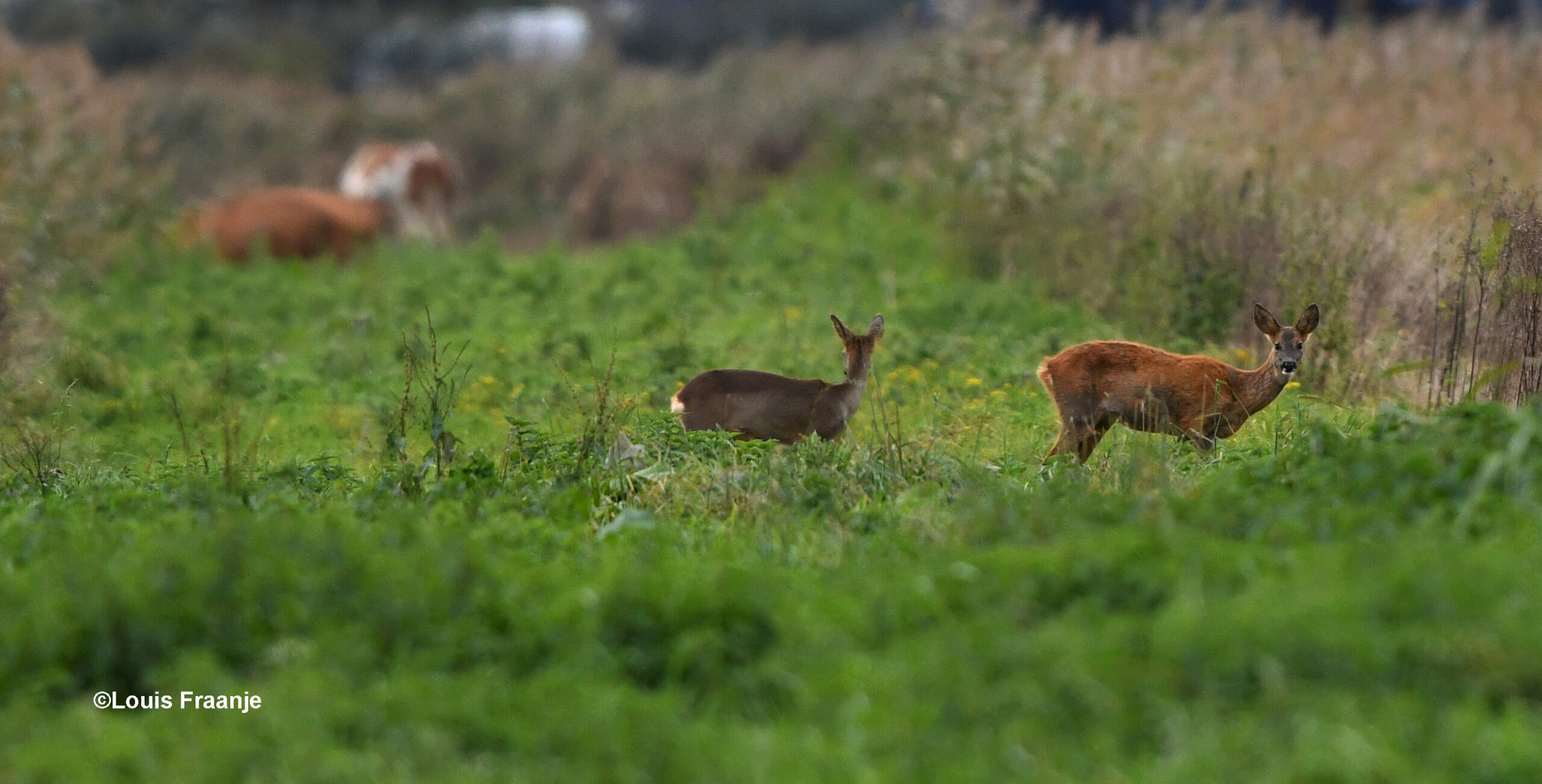 Terwijl de reegeit mijn kant op kijkt, heeft het kalf meer oog voor de koeien - Foto: ©Louis Fraanje