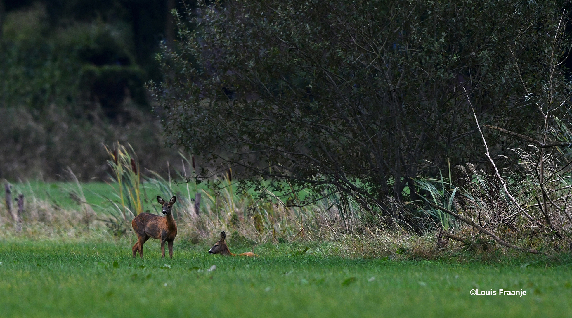 Deze reegeit gaat eens een kijkje nemen bij de buurtjes – Foto: ©Louis Fraanje