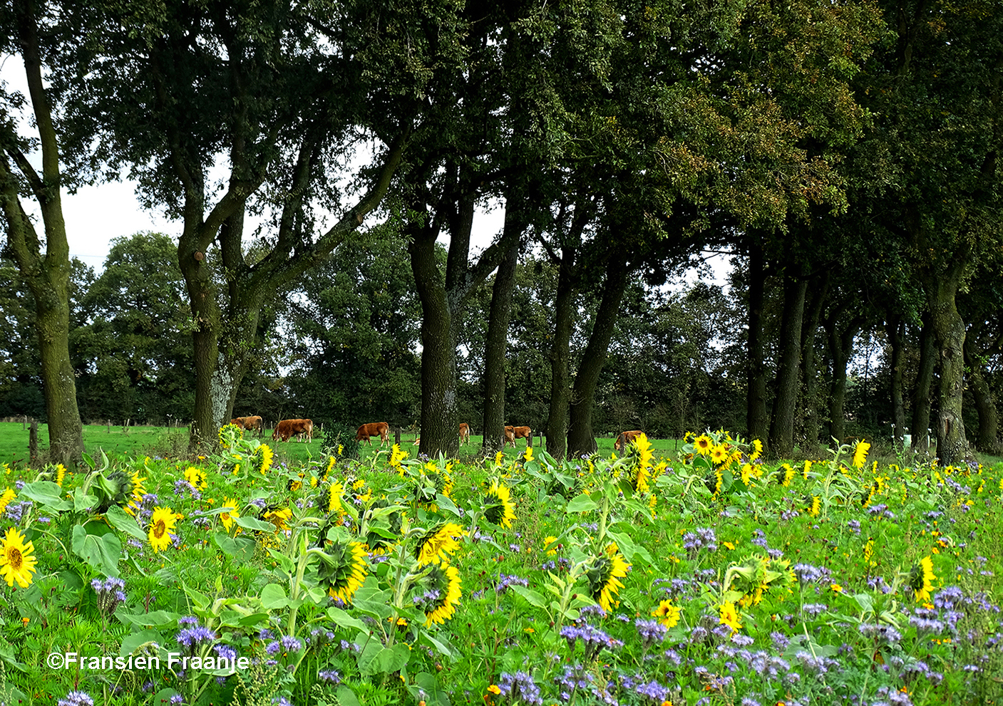 De Zonnebloemen aan de andere kant, erachter lopen  enkele koeien onder de bomen – Foto: ©Fransien Fraanje