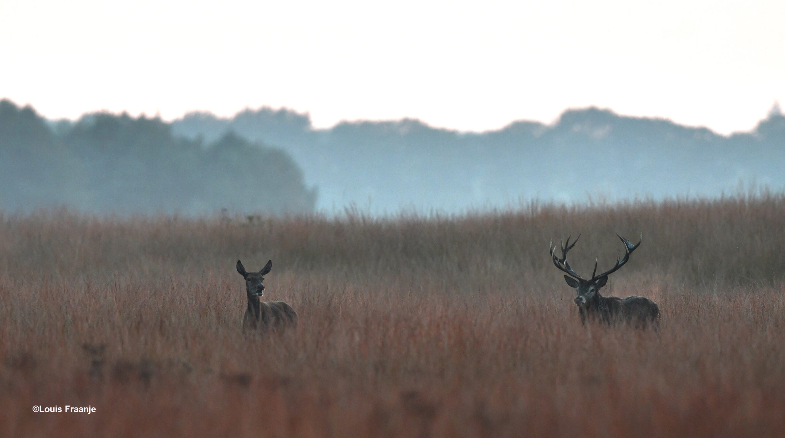 Deze twee blijven wel steeds bij elkaar in de buurt - Foto: ©Louis Fraanje