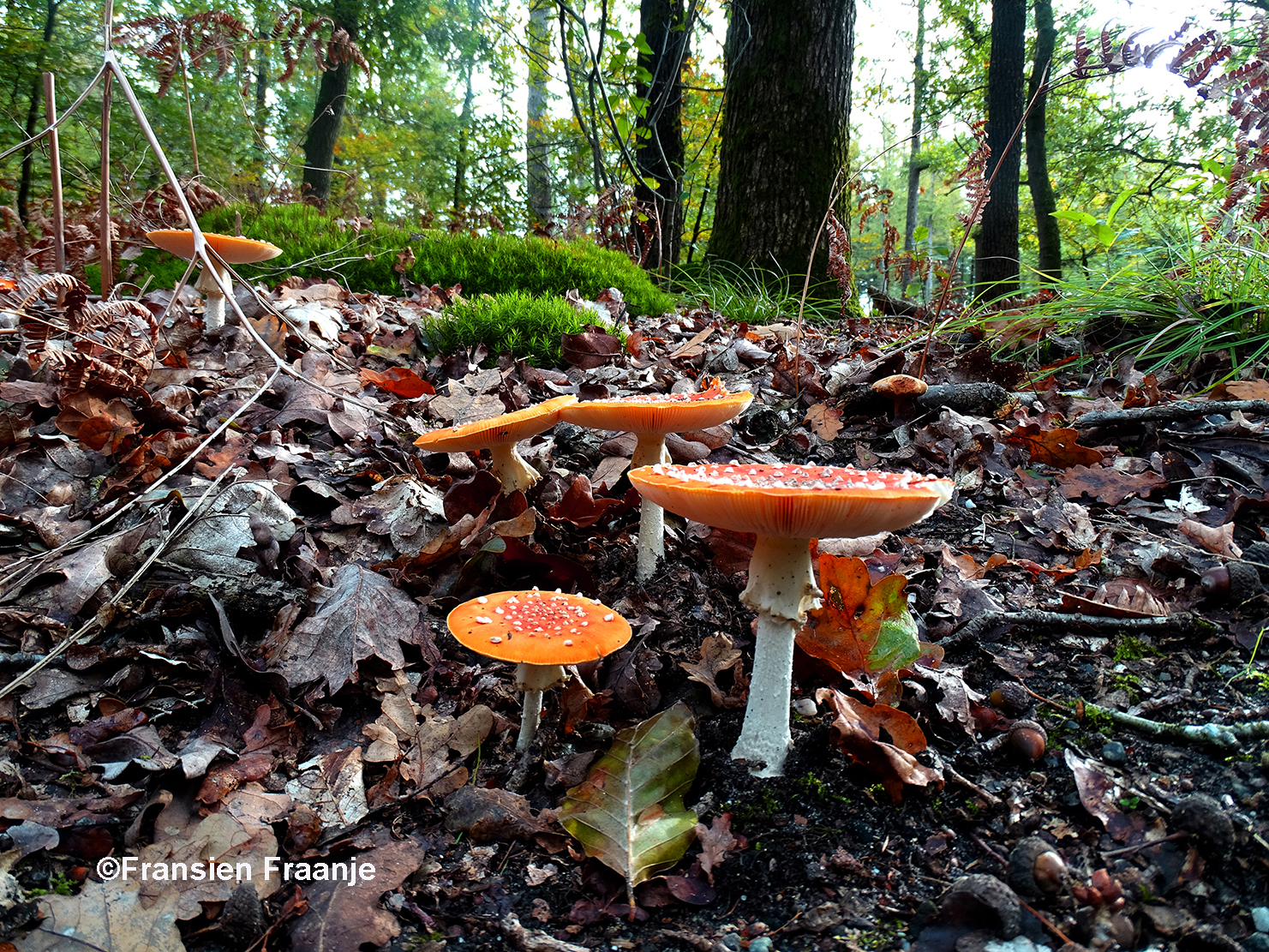 De weelderige groei van Vliegenzwammen tussen de bomen - Foto: ©Fransien Fraanje