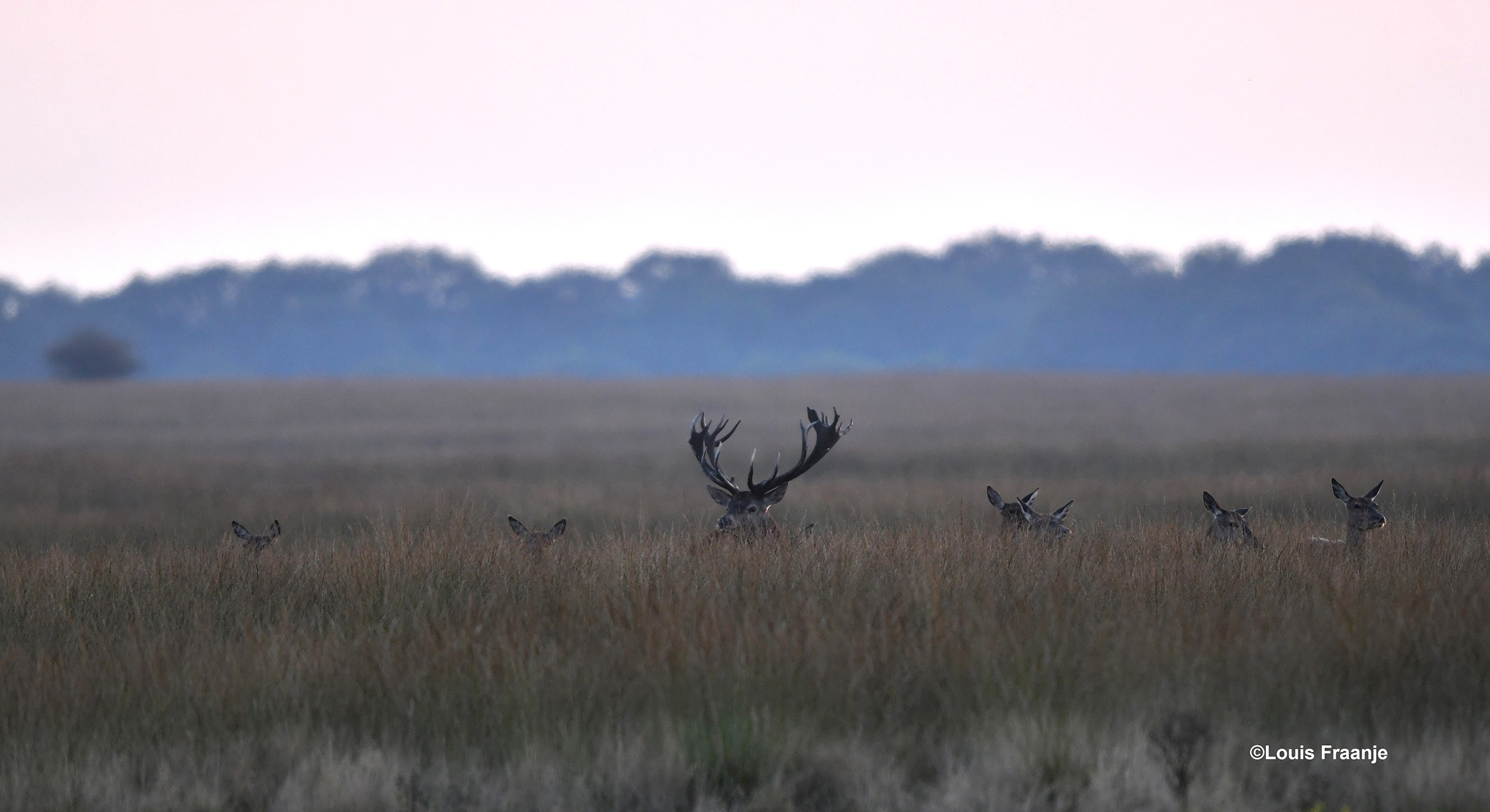 Een plaatshert met zijn hindes in het hoge gras van het Reemsterveld - Foto: ©Louis Fraanje