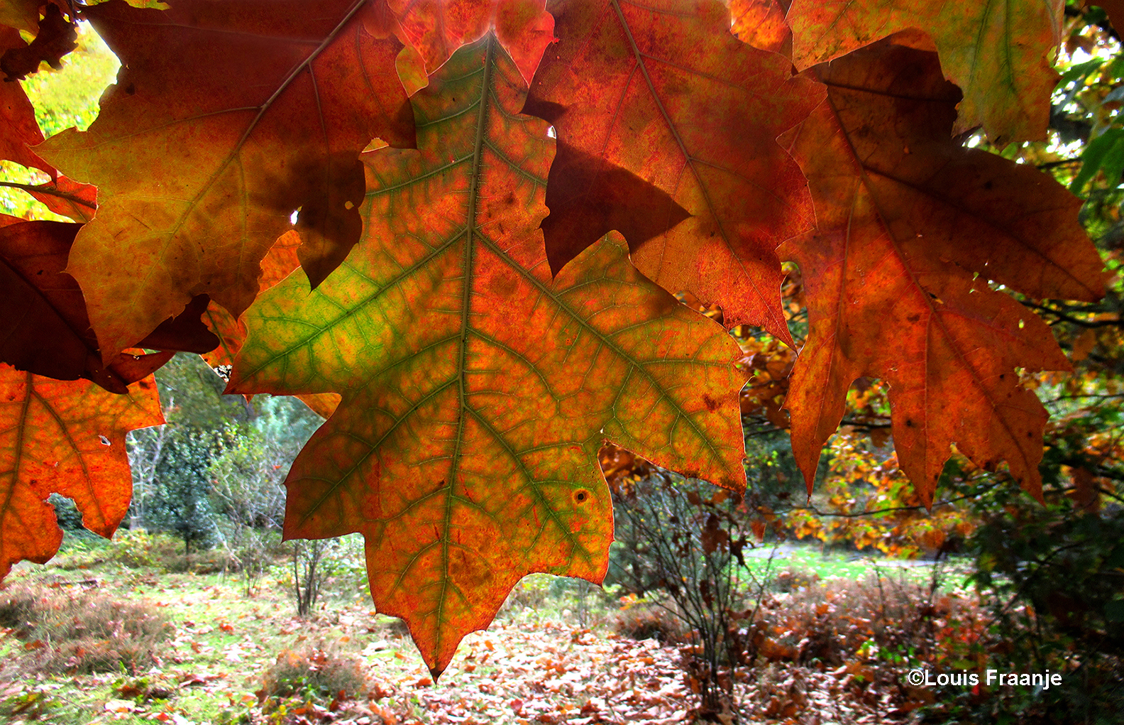 Indian Summer in het klein - Foto: ©Louis Fraanje