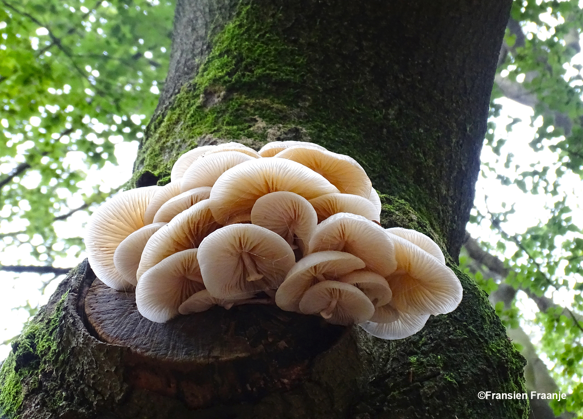 Vanaf de onderkant zijn de lamellen en het spinrag goed zichtbaar - Foto: ©Fransien Fraanje