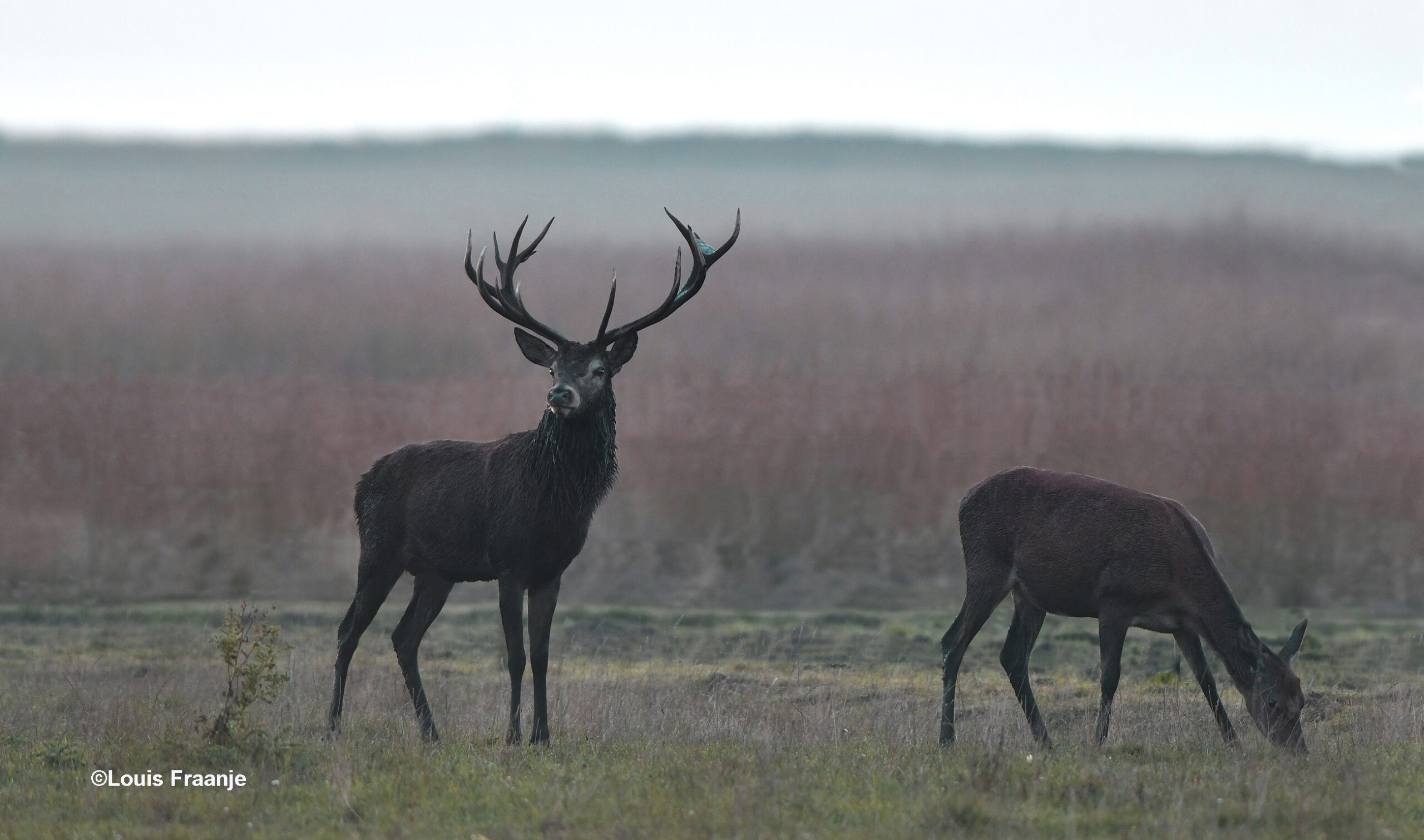 Regelmatig kijkt hij op of er nog wat in de buurt komt, helaas dus - Foto: ©Louis Fraanje