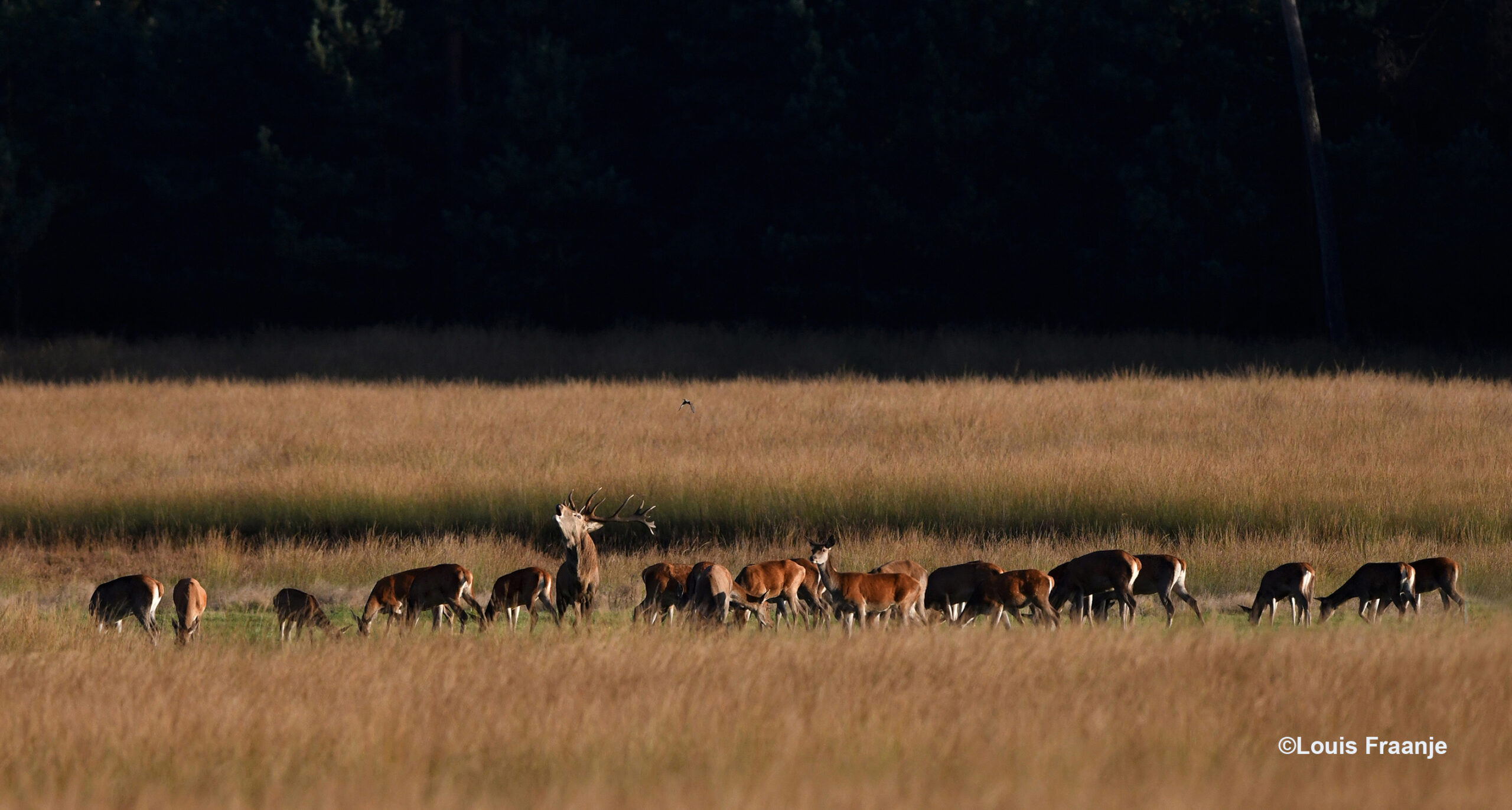 Het burlende plaatshert, met een deel van het bronstroedel aan de Reemsterweg - Foto: ©Louis Fraanje