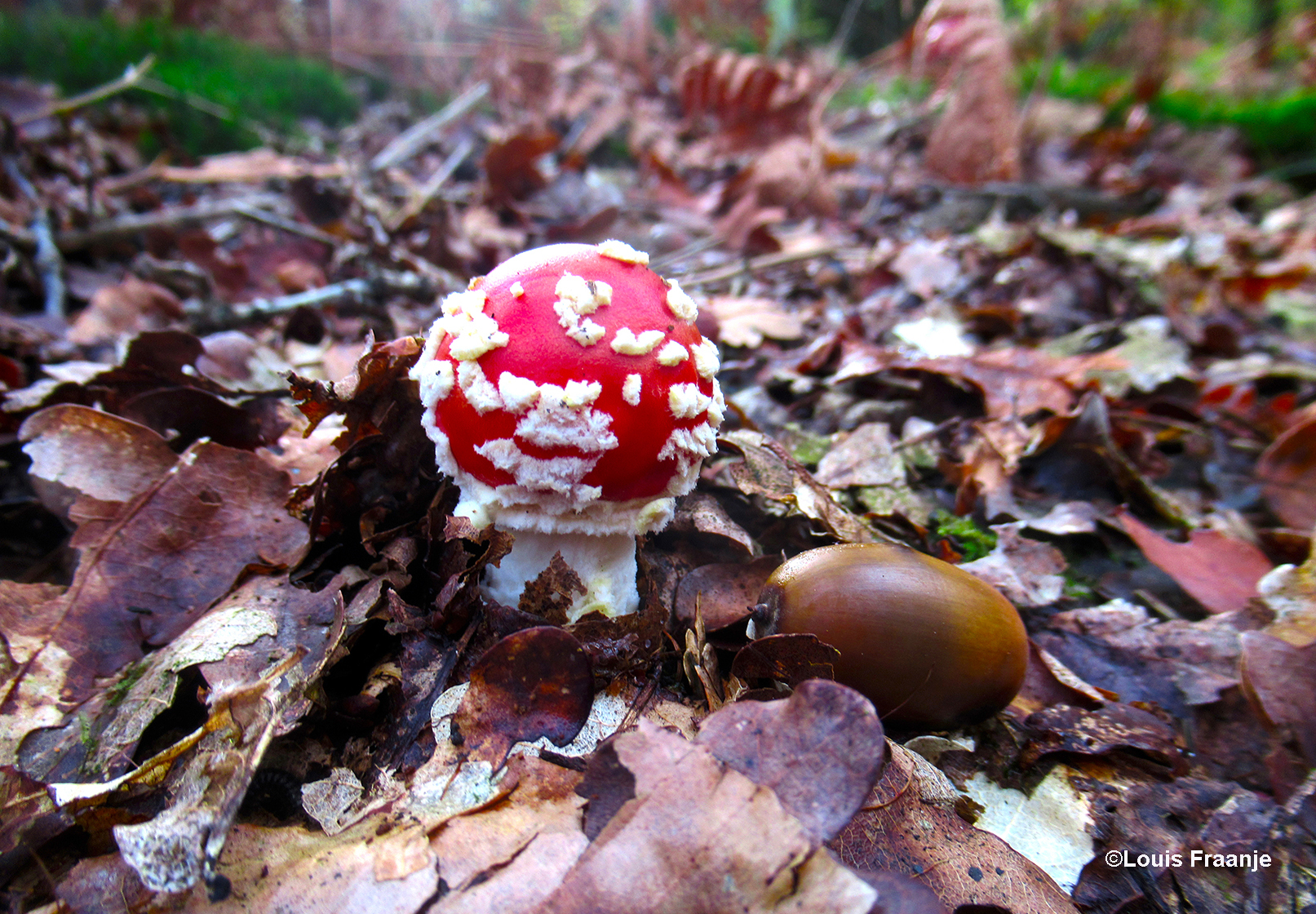 De piepkleine paddenstoel nog maar net uit de grond naast een eikel - Foto: ©Louis Fraanje