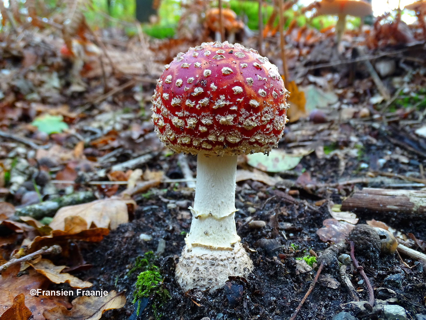 Een bijzonder mooi exemplaar - Foto: ©Fransien Fraanje