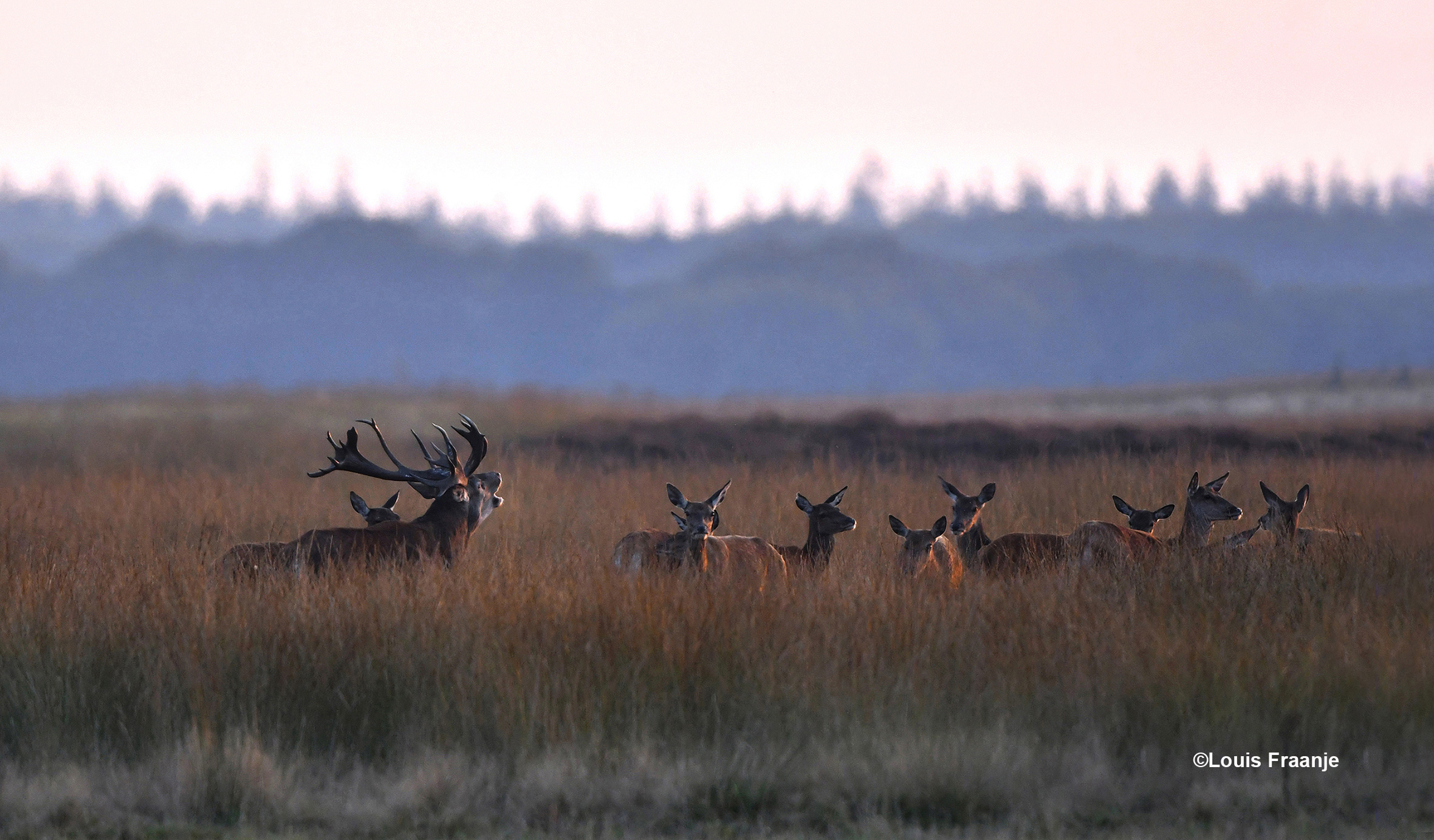 En even later rolt het zware burlgeluid over het Reemsterveld - Foto: ©Louis Fraanje