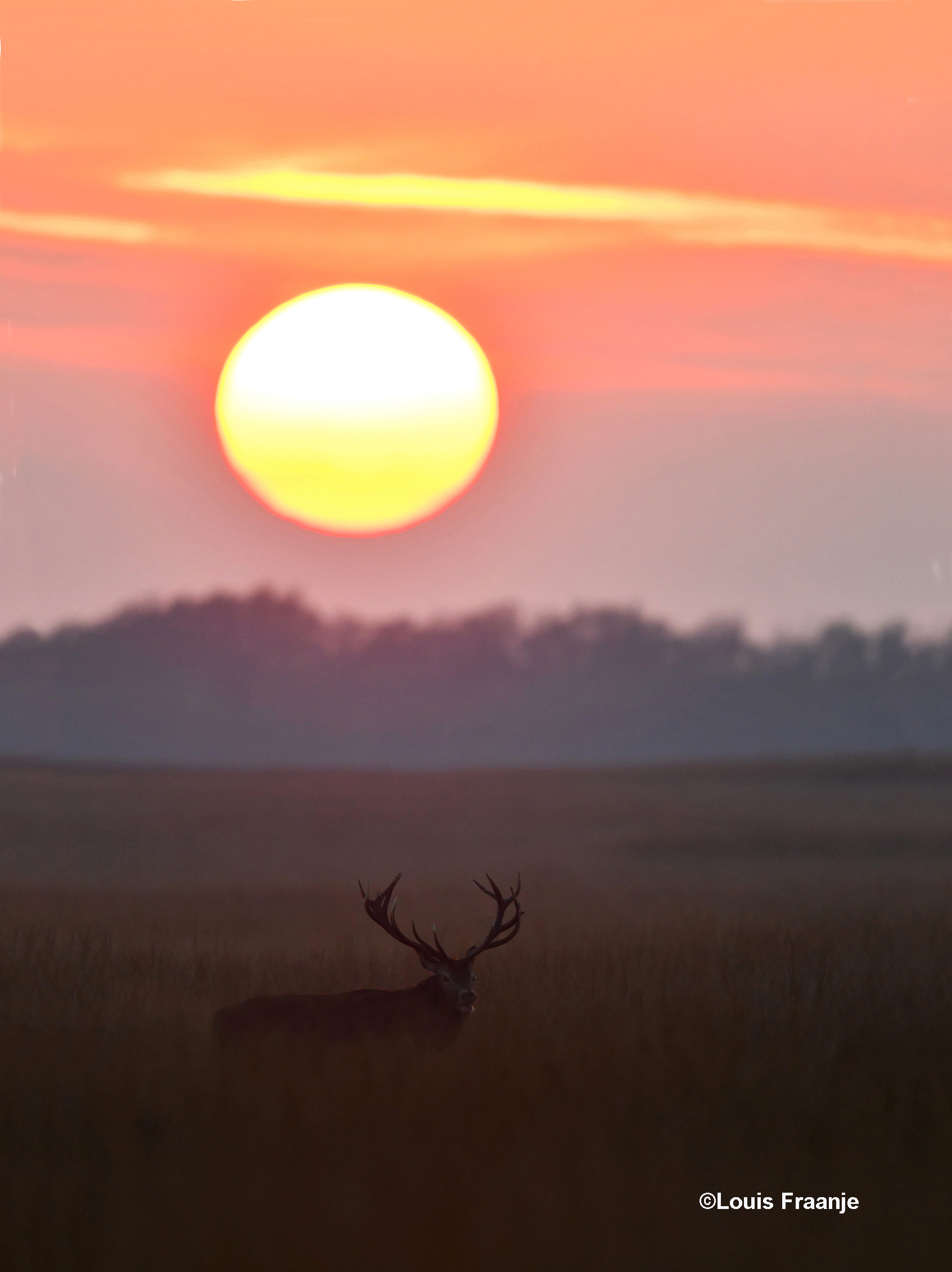 Daarna liet het het plaatshert zich zien, maar hij bleef niet staan onder de zon - Foto: ©Louis Fraanje