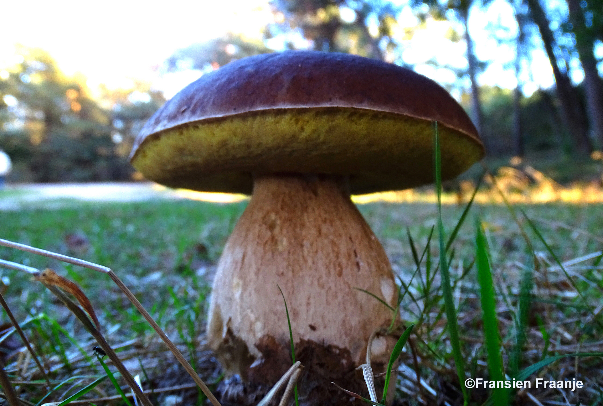 In de berm van het bospad stond Eekhoorntjesbrood - Foto: ©Fransien Fraanje