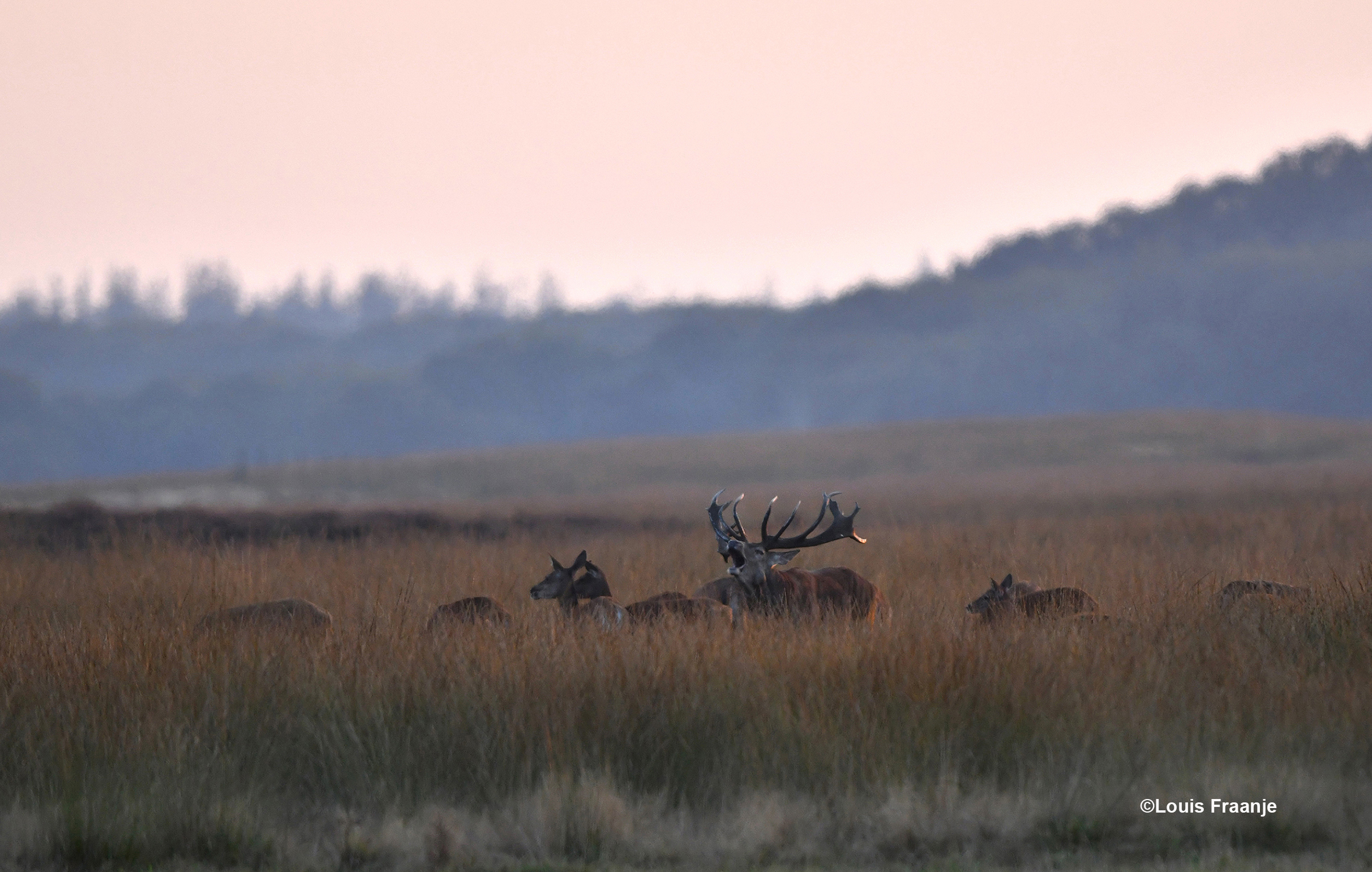 Zodat zijn rivalen weten, wie hier de baas is! - Foto: ©Louis Fraanje