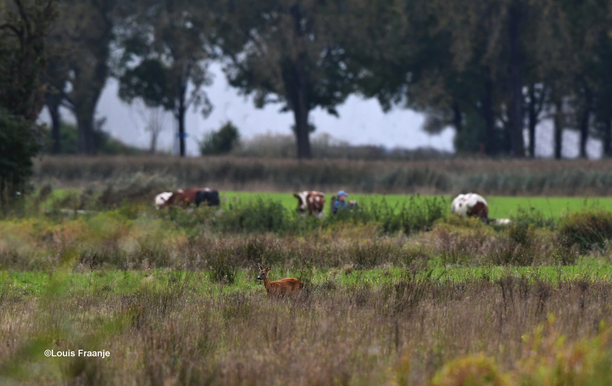 Alles bij elkaar eindigde het allemaal met dit vredige tafereel - Foto: ©Louis Fraanje