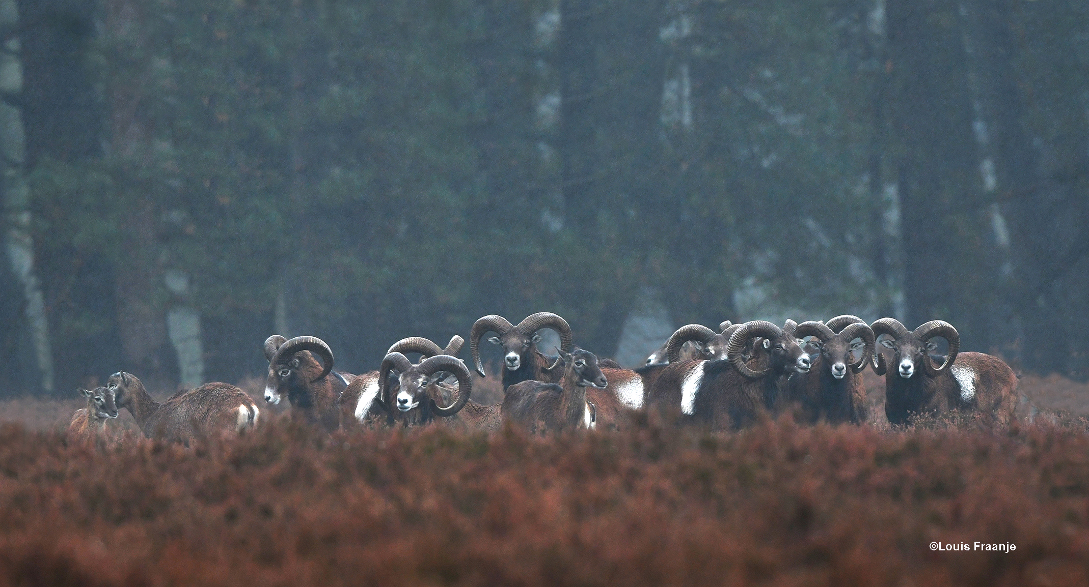 Een flink aantal rammen en enkele ooien met hun lammetjes op de heide - Foto: ©Louis Fraanje