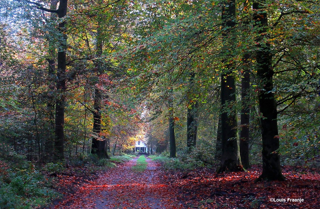 Kleurrijk bospad in de omgeving Kootwijk - Foto; ©Louis Fraanje